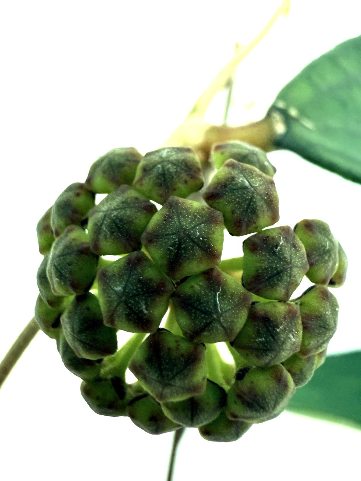 Hoya_cv._Jennifer_26.06.11.08_3 2