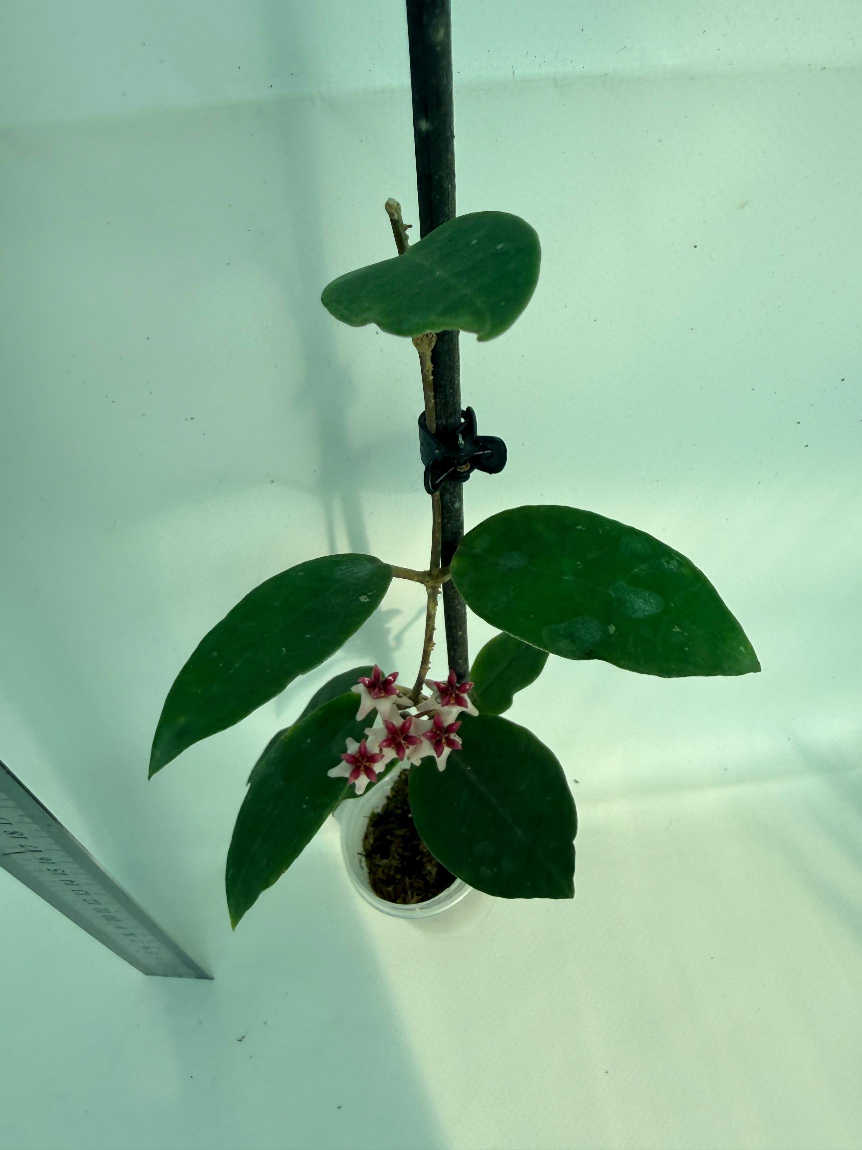 Hoya cv. Patricia 8