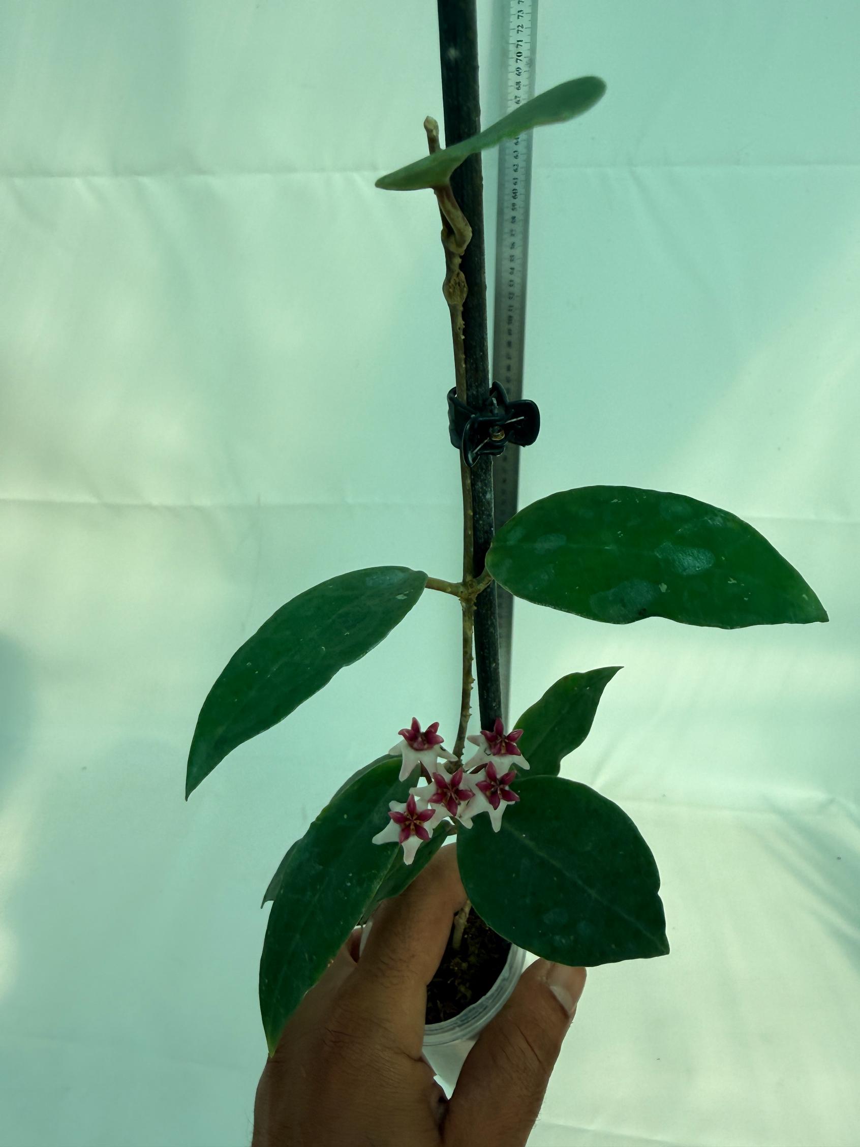 Hoya cv. Patricia 4