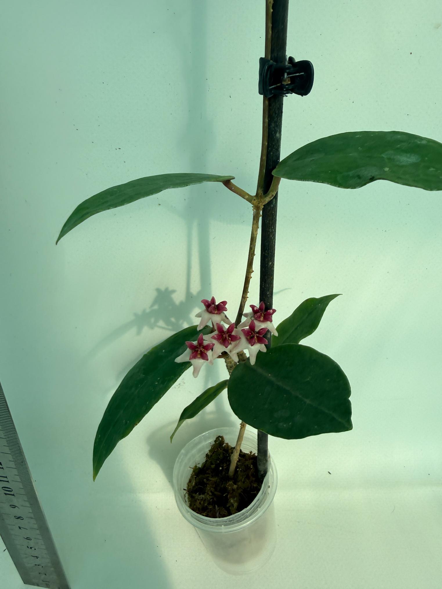Hoya cv. Patricia 2