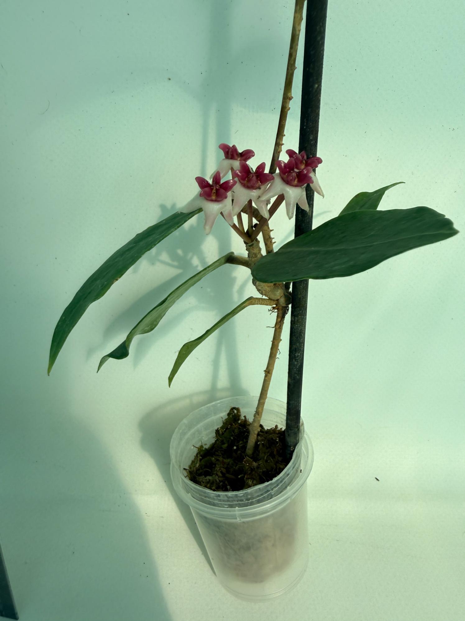 Hoya cv. Patricia 7