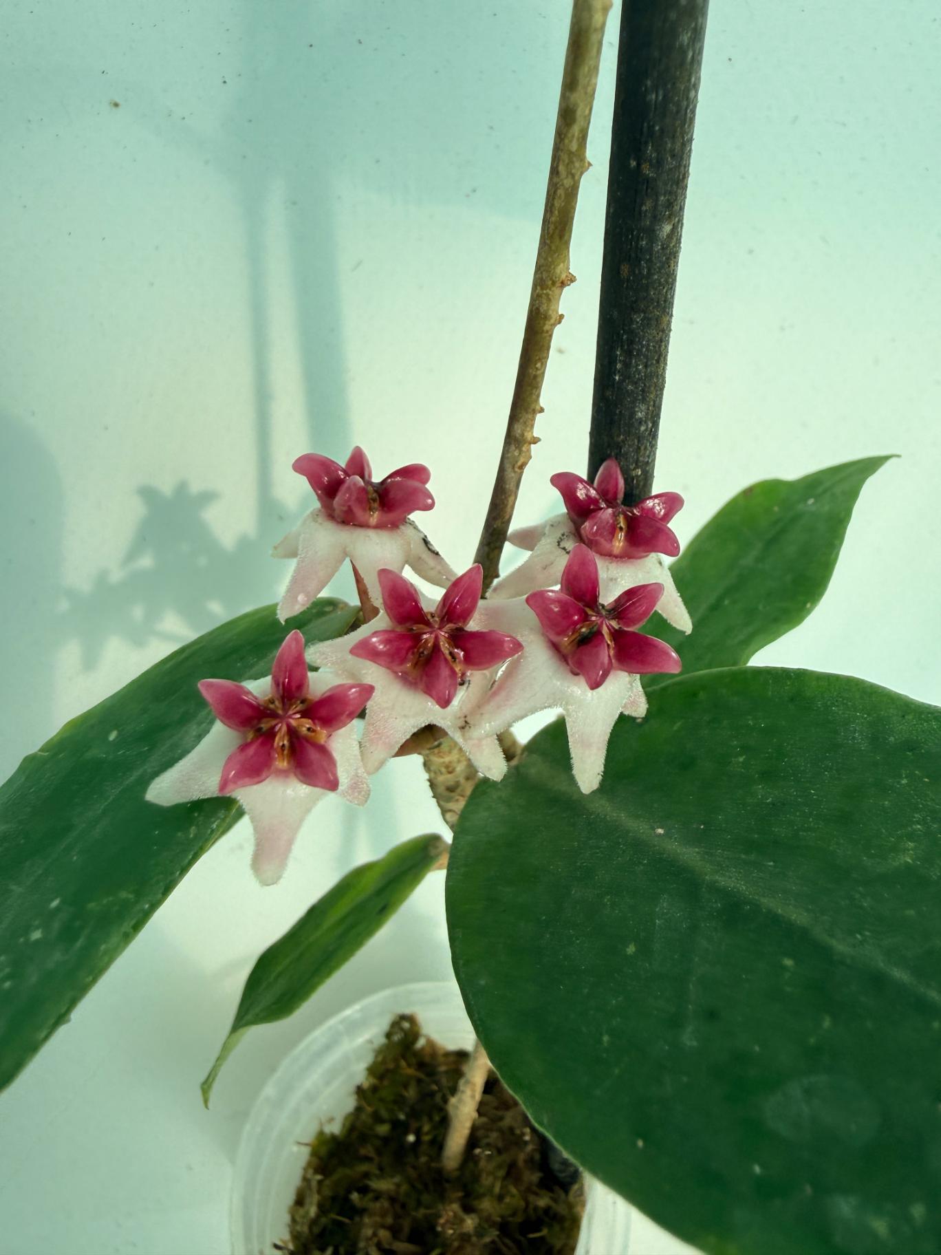 Hoya cv. Patricia 3