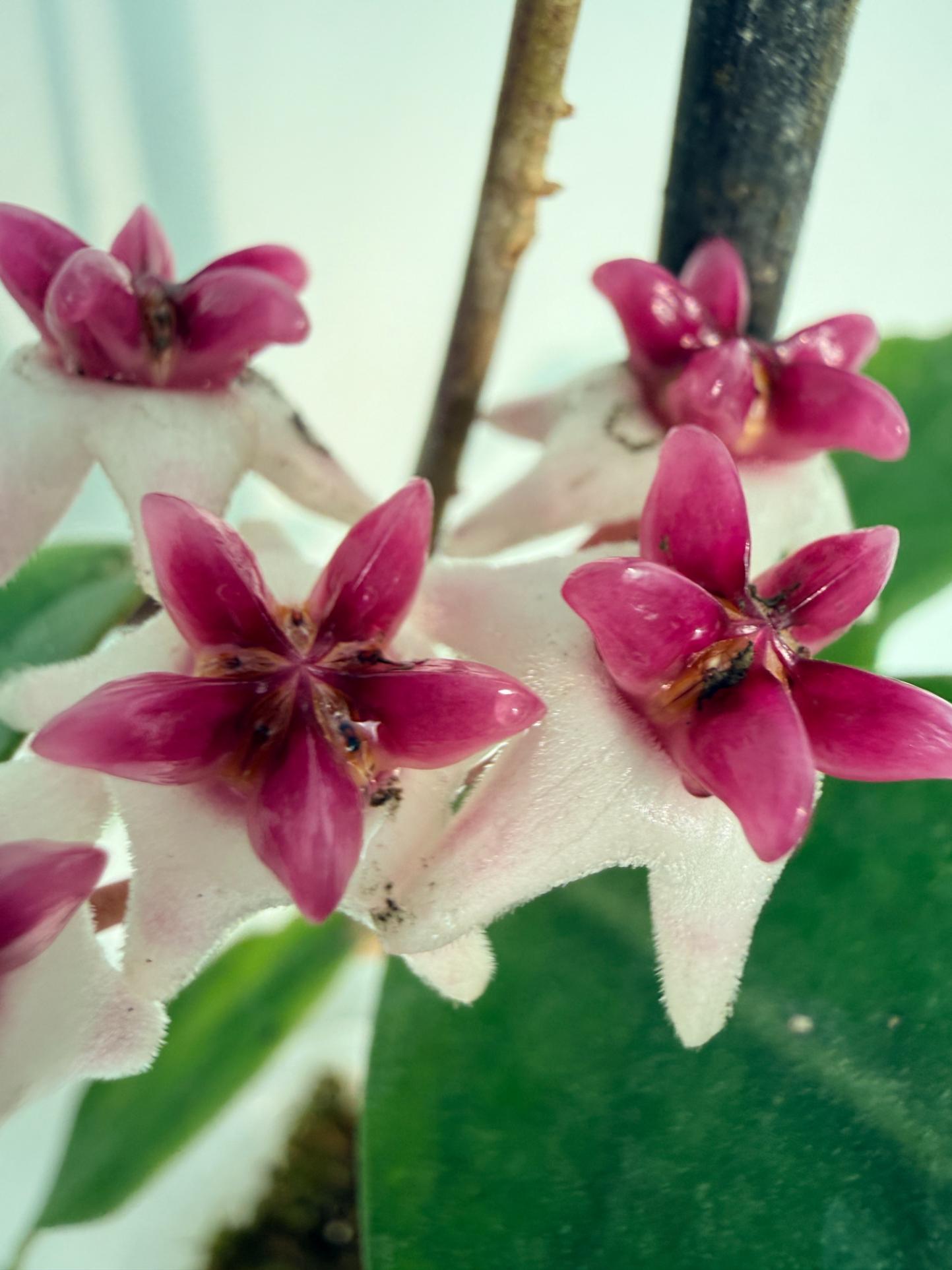 Hoya cv. Patricia 1