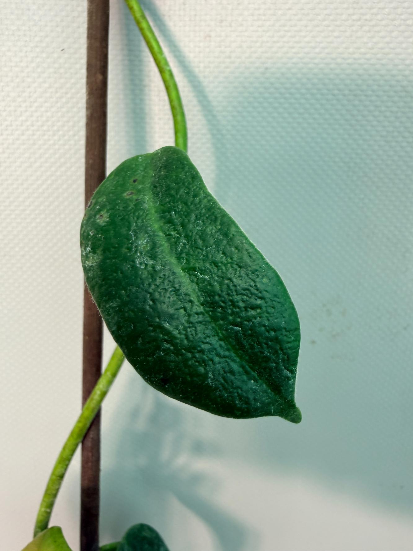 Hoya cv. Ruthie 07