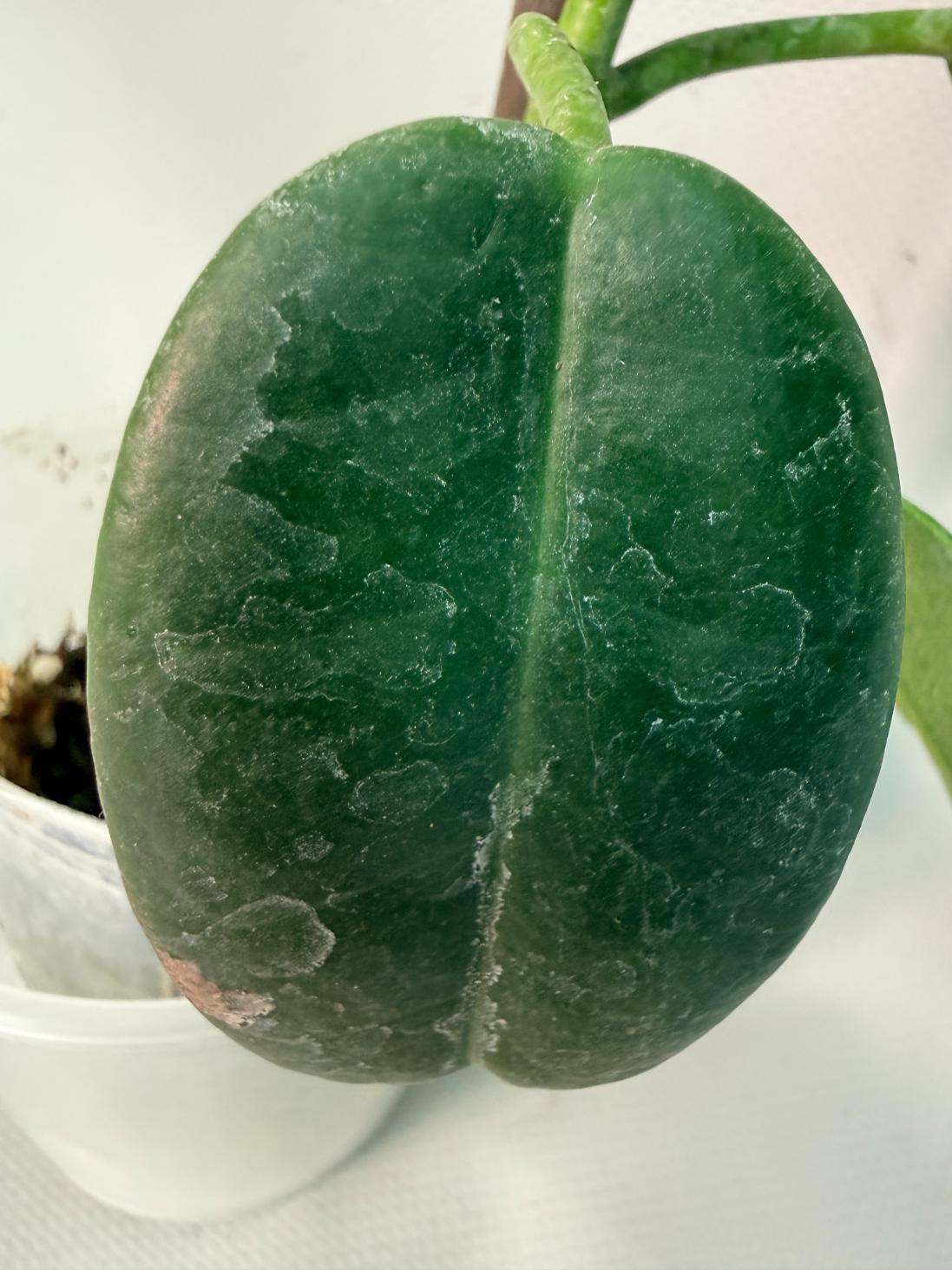 Hoya cv. Ruthie 08