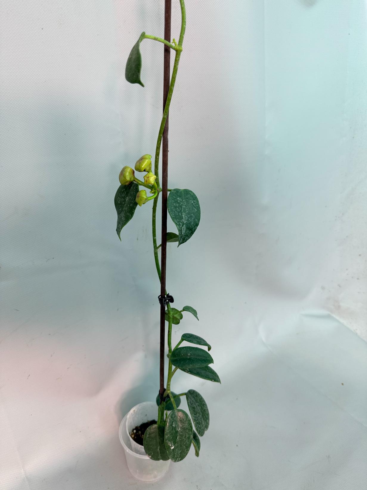 Hoya cv. Ruthie 01