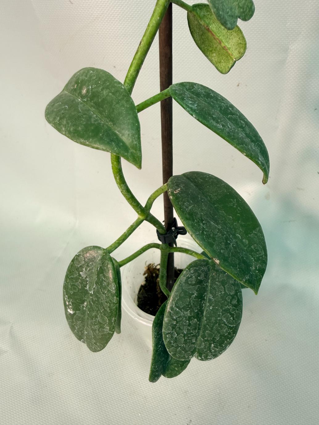 Hoya cv. Ruthie 02