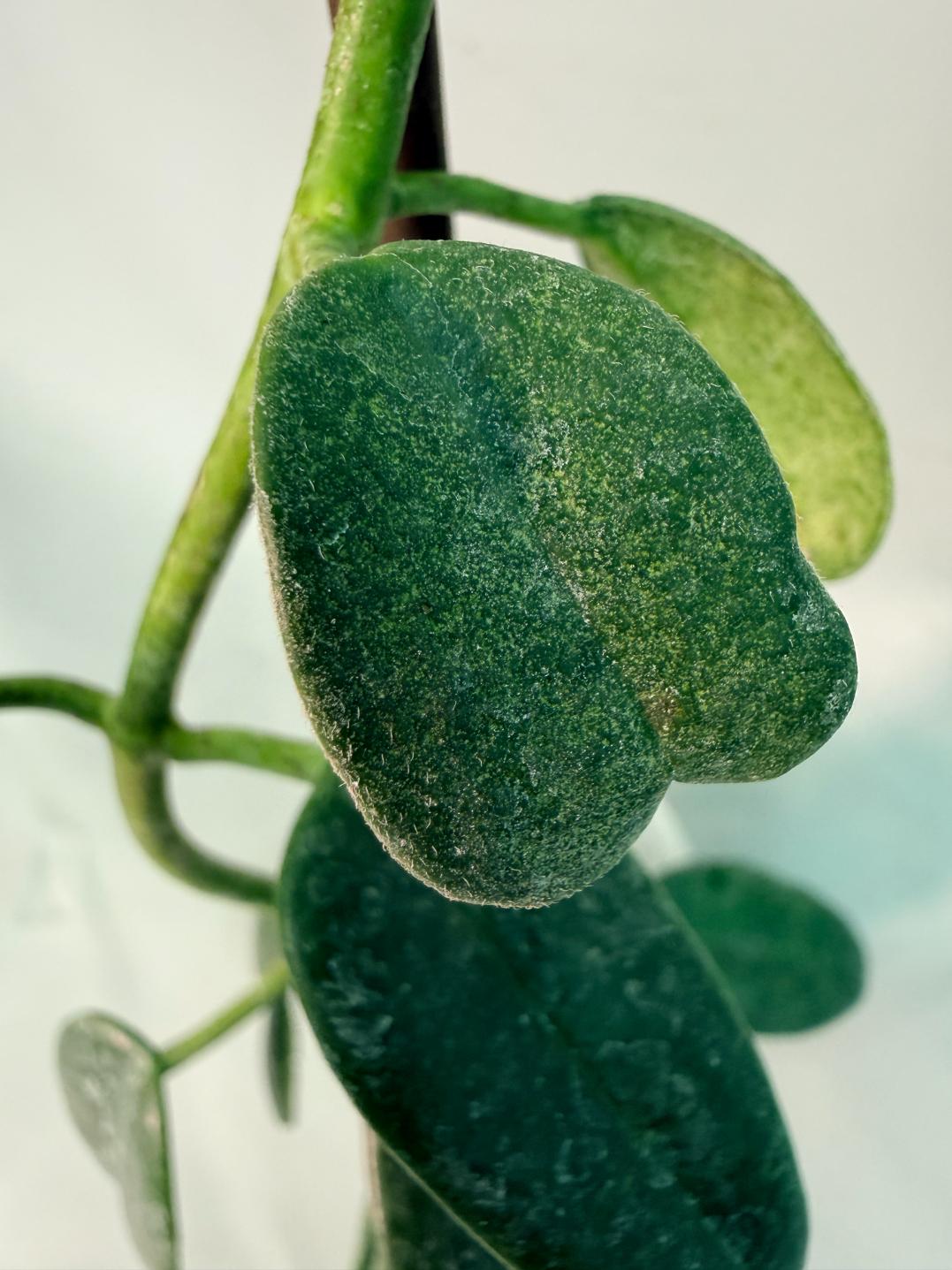 Hoya cv. Ruthie 03