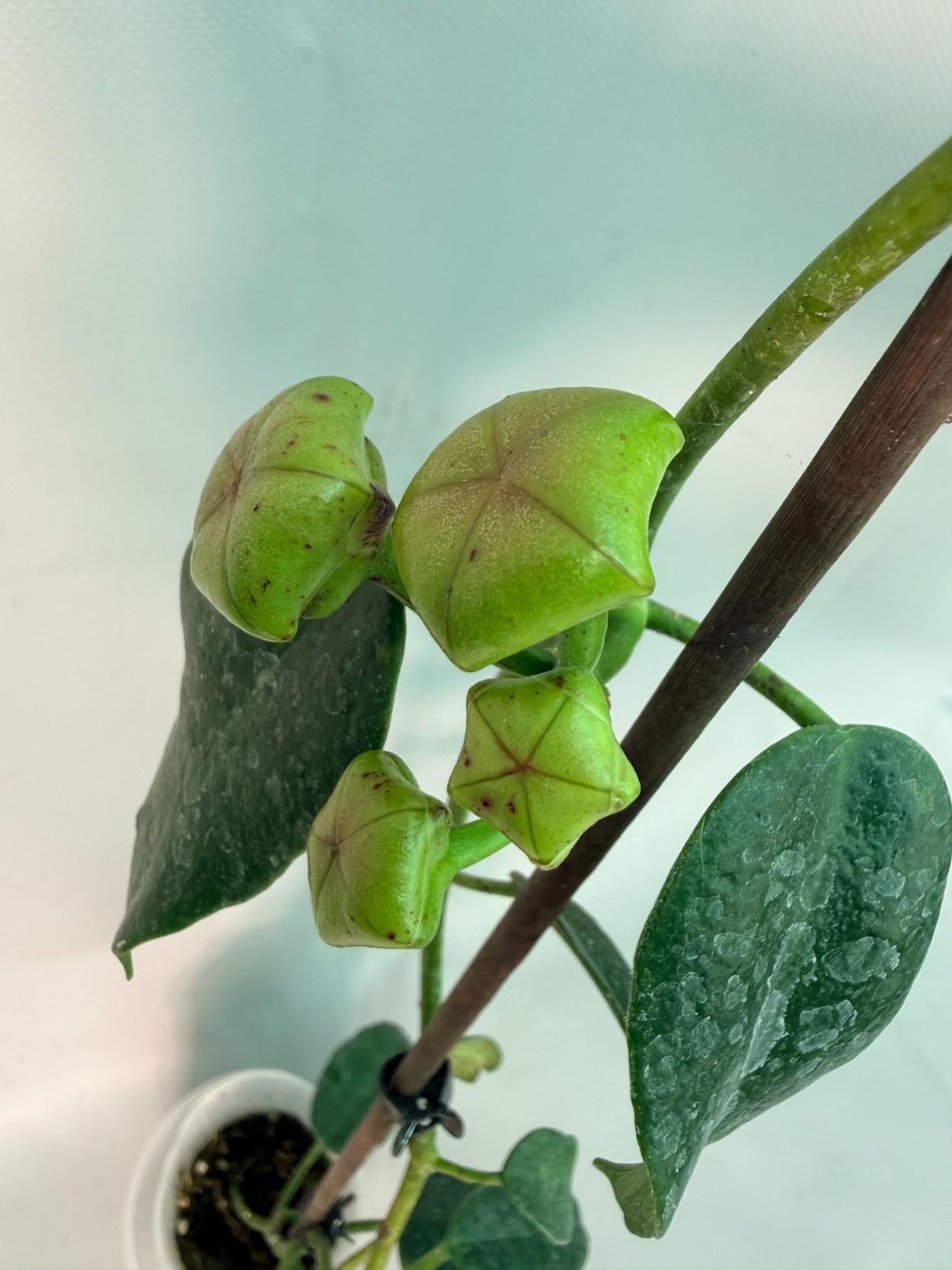 Hoya cv. Ruthie 04