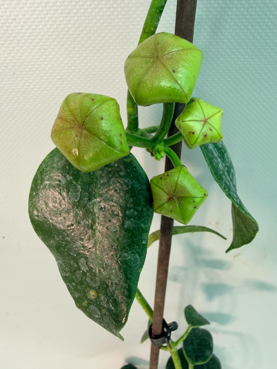 Hoya cv. Ruthie 05