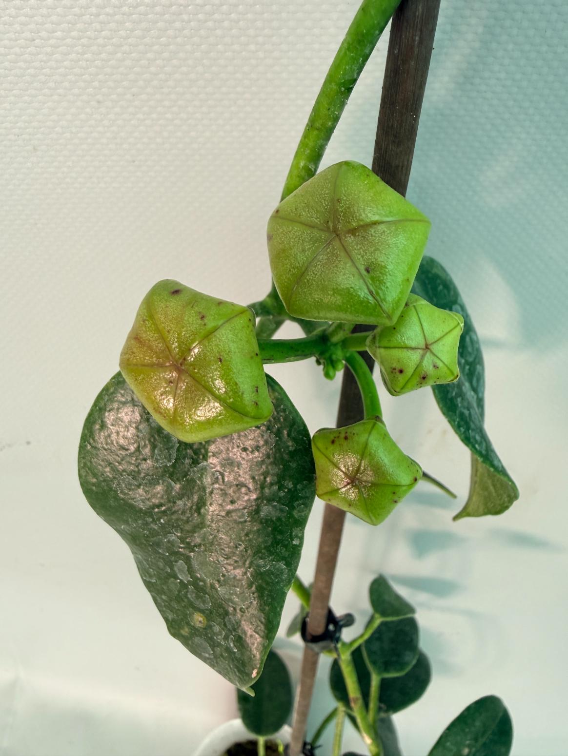 Hoya cv. Ruthie 06