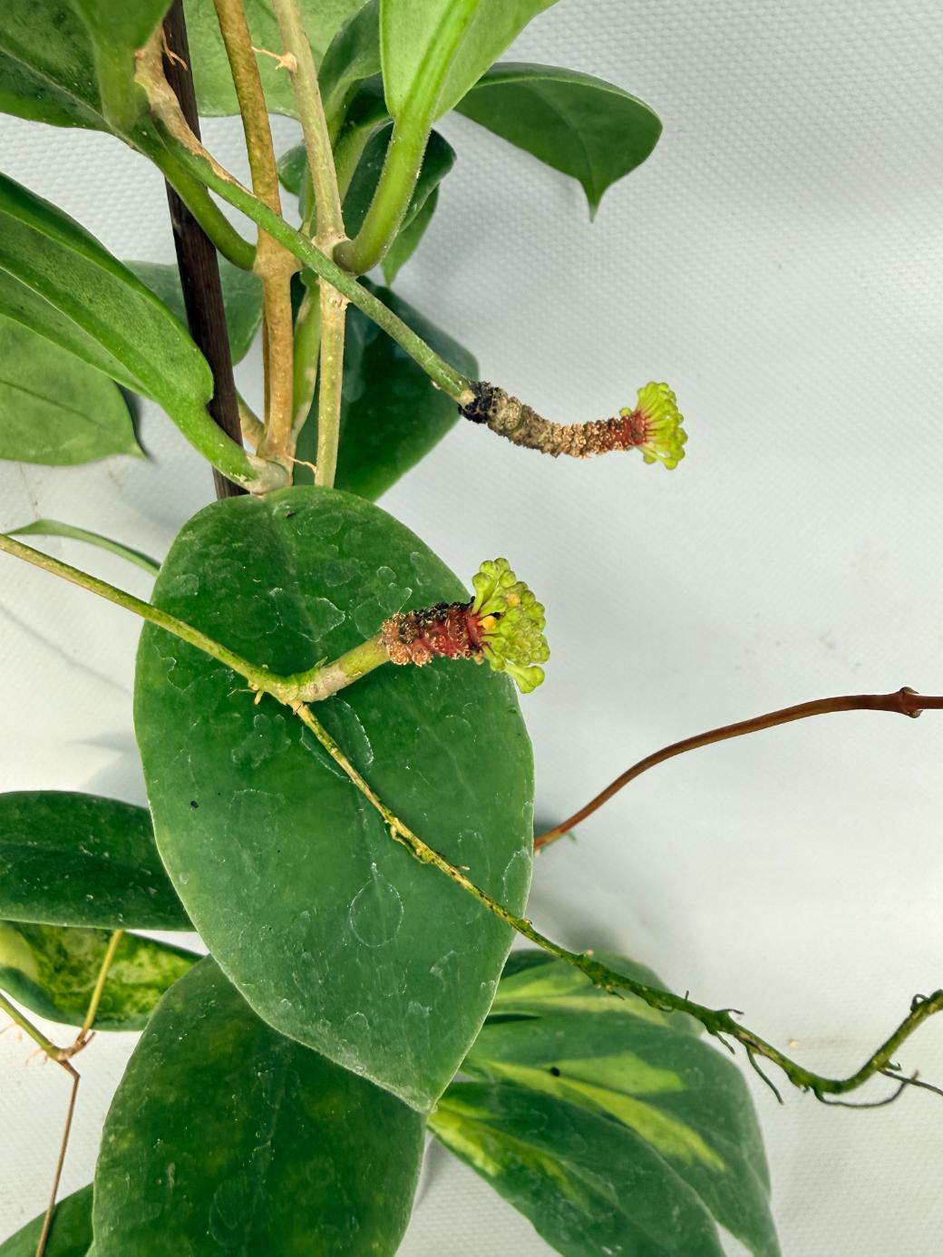 Hoya Incrassata 07