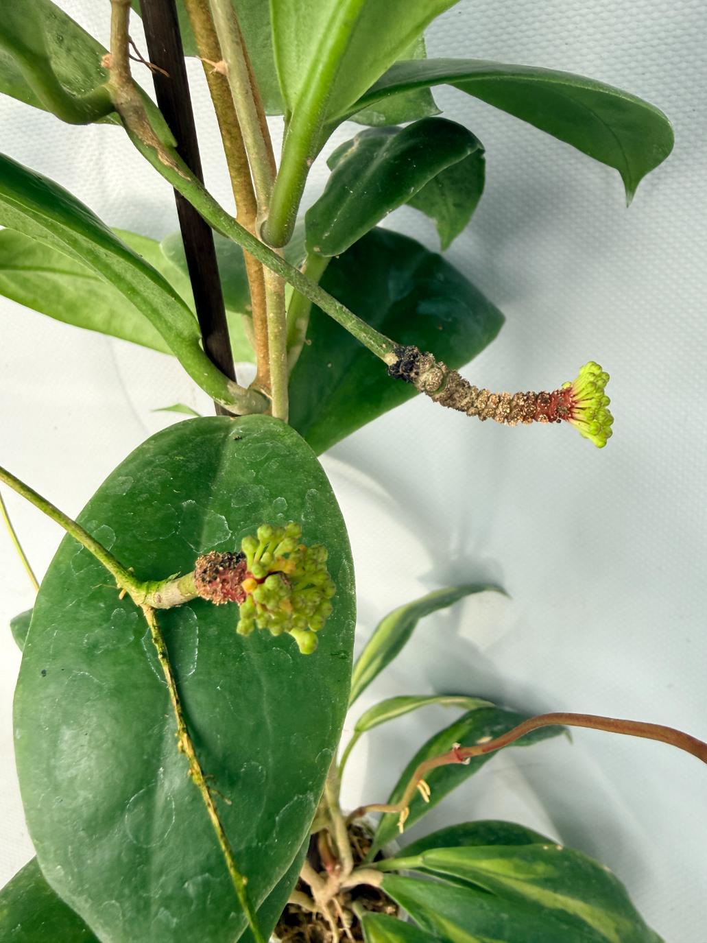 Hoya Incrassata 08