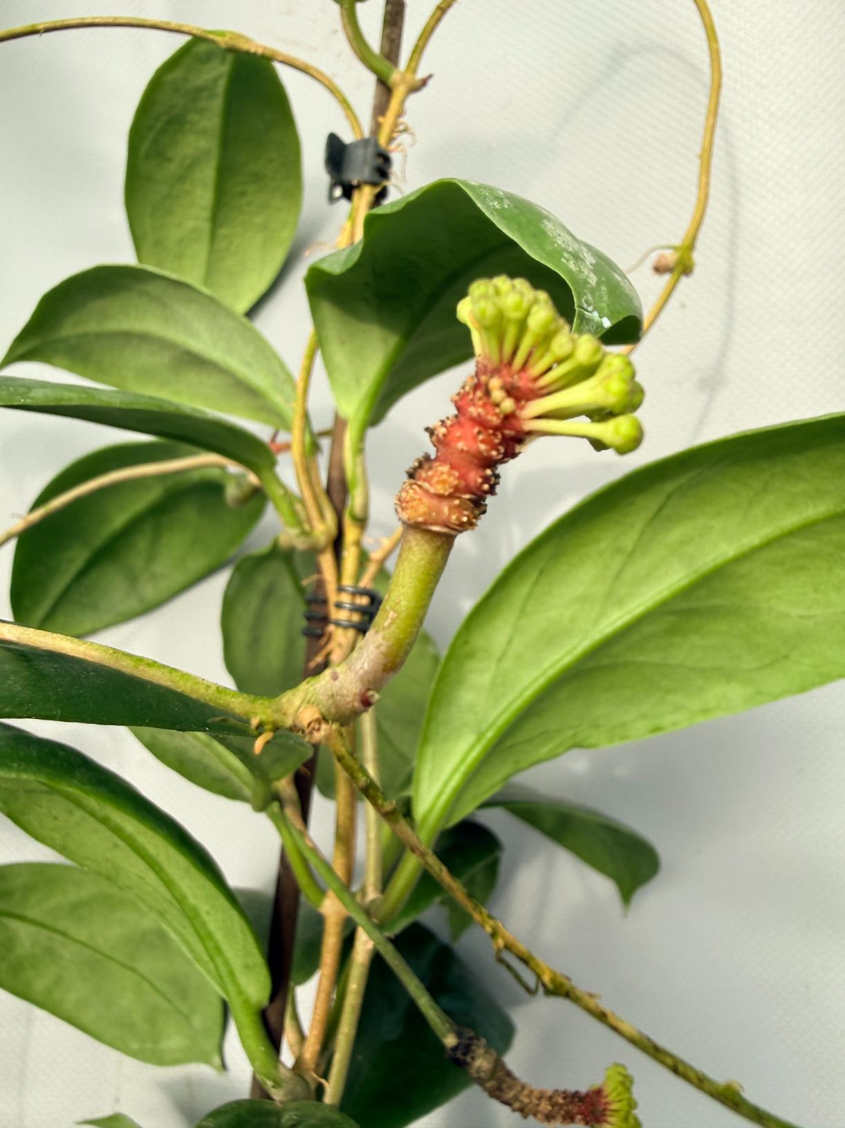 Hoya Incrassata 09