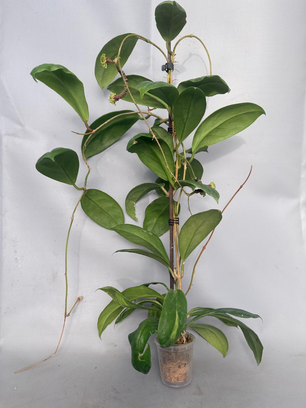 Hoya Incrassata 01