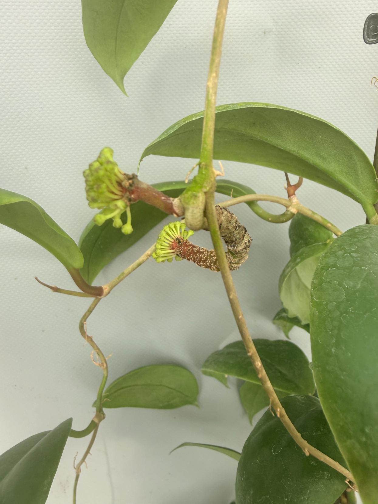 Hoya Incrassata 02