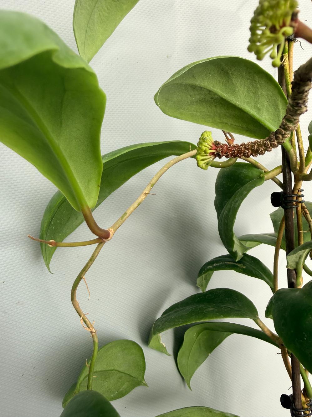 Hoya Incrassata 03