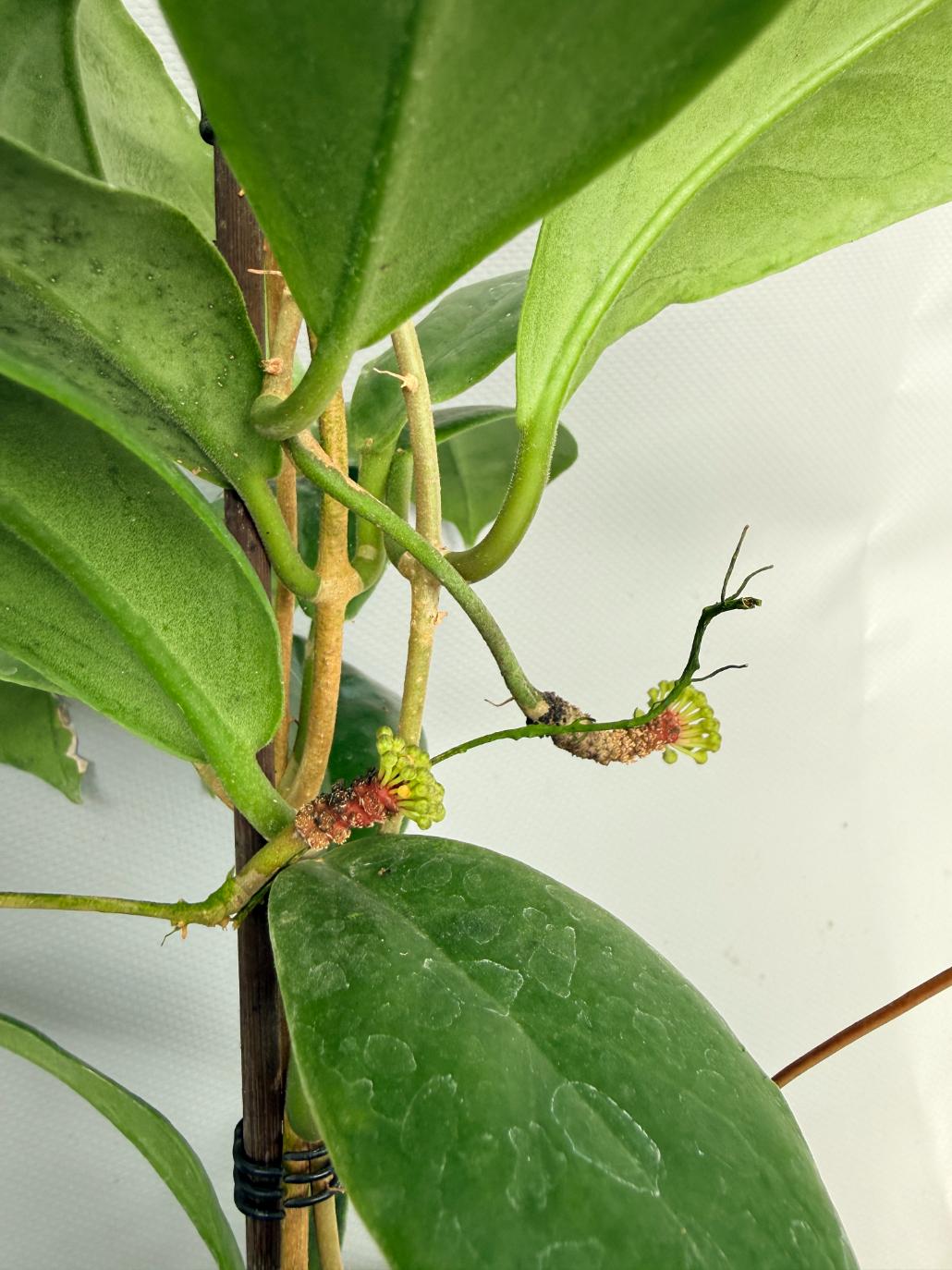 Hoya Incrassata 04