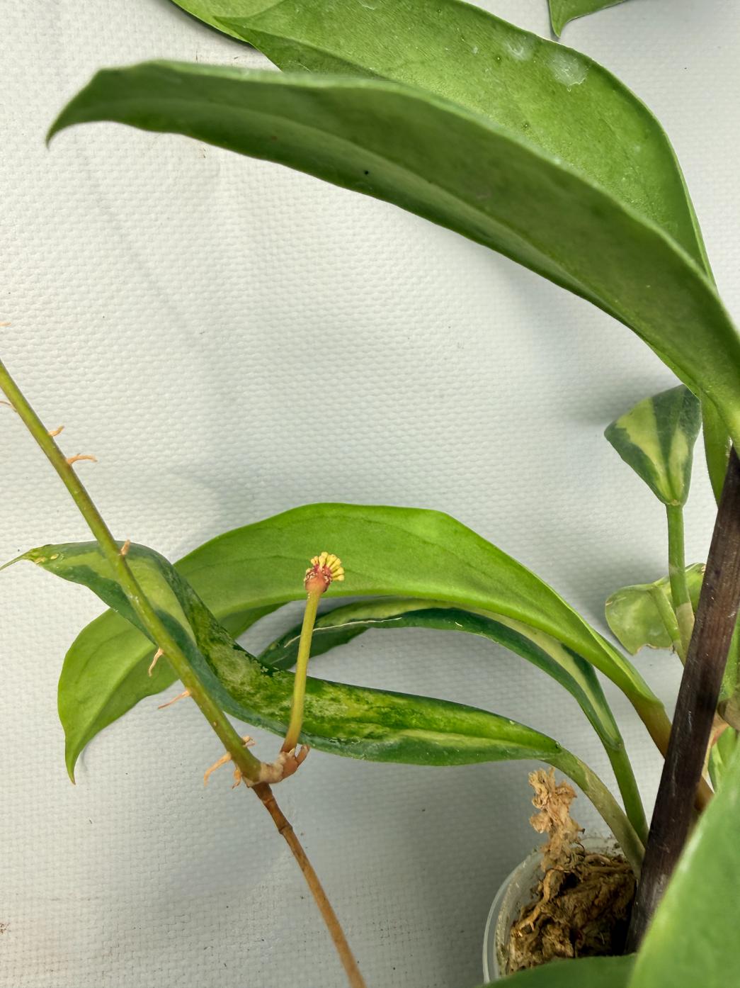 Hoya Incrassata 05