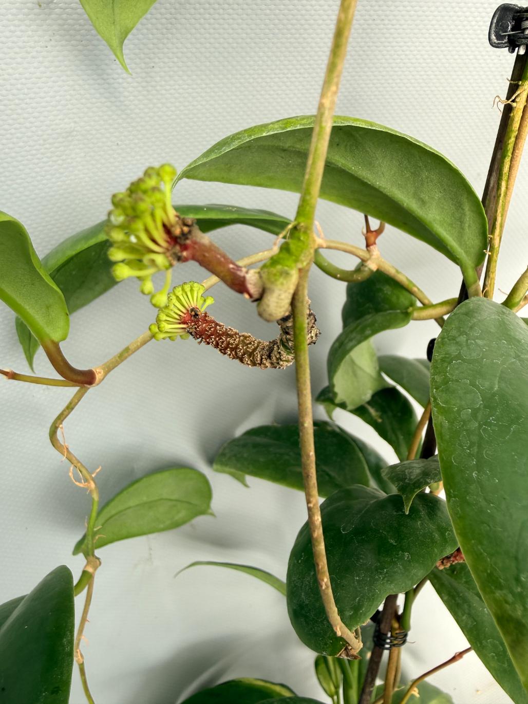 Hoya Incrassata 06
