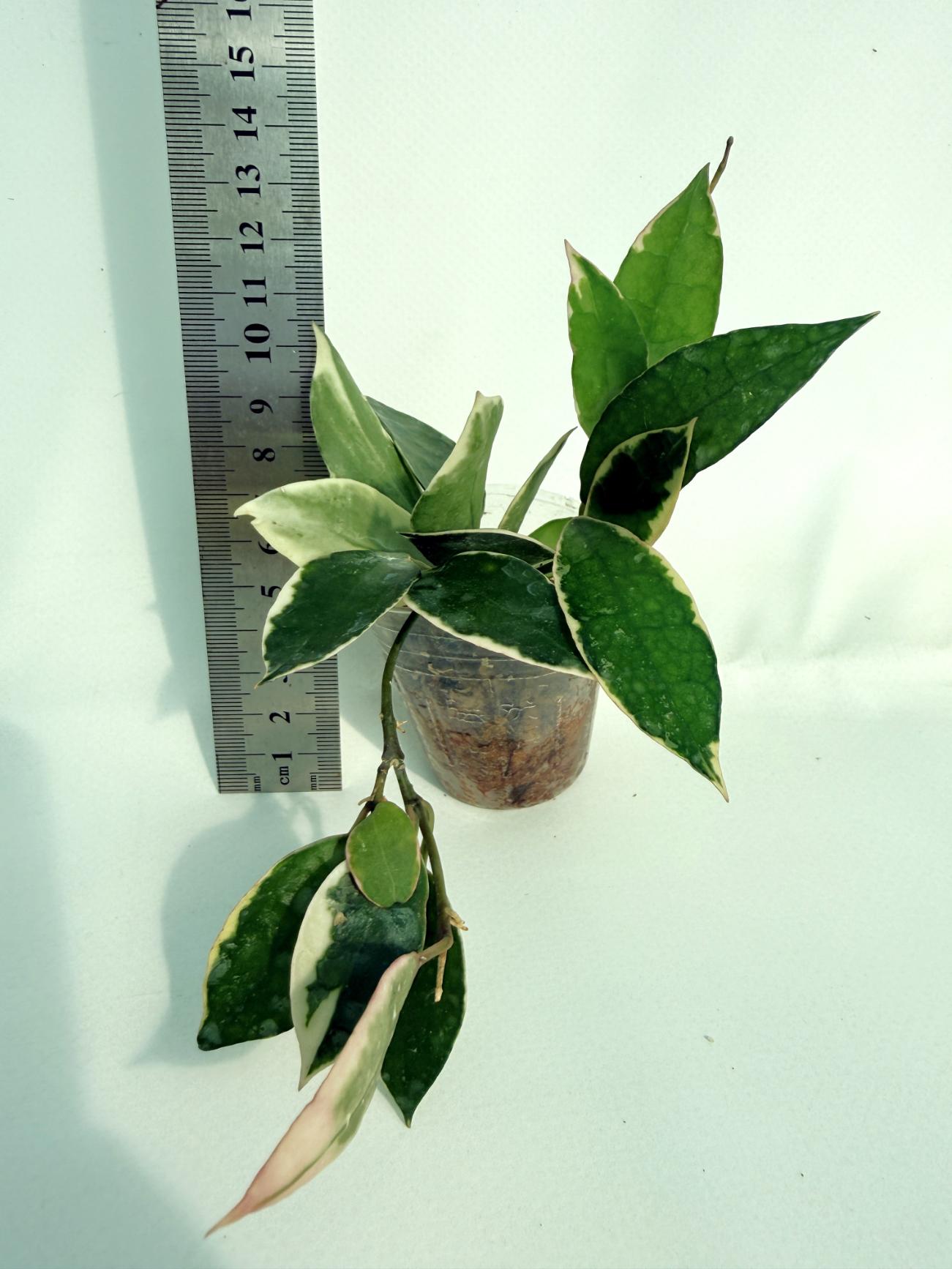 Hoya Lacunosa Asami 3