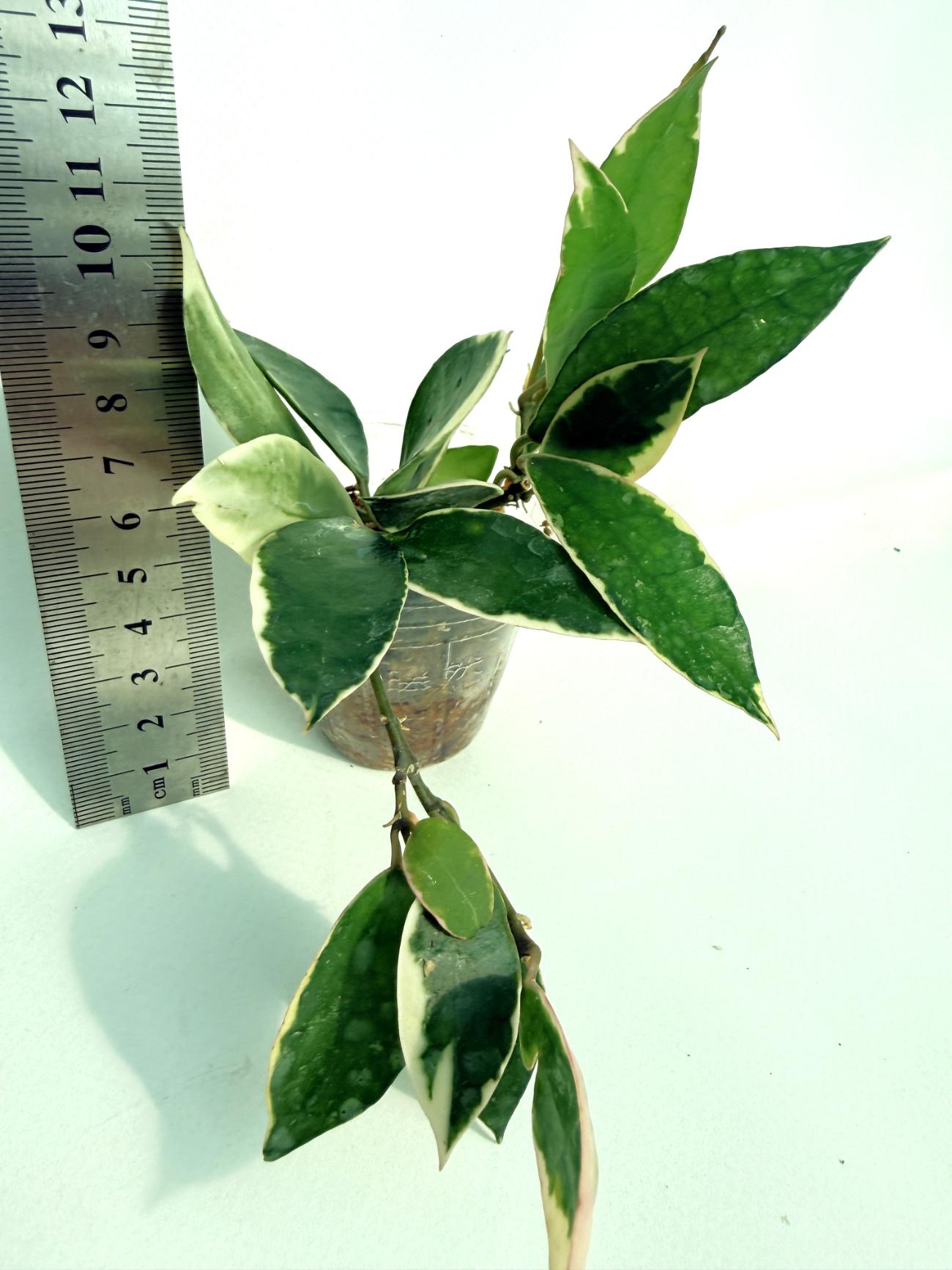 Hoya Lacunosa Asami 1