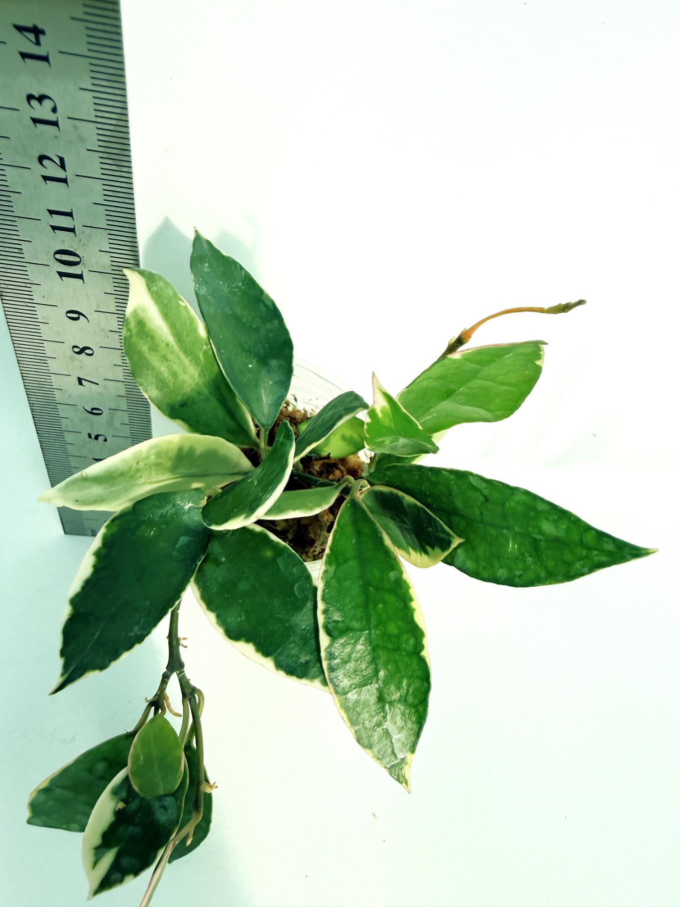 Hoya Lacunosa Asami 4