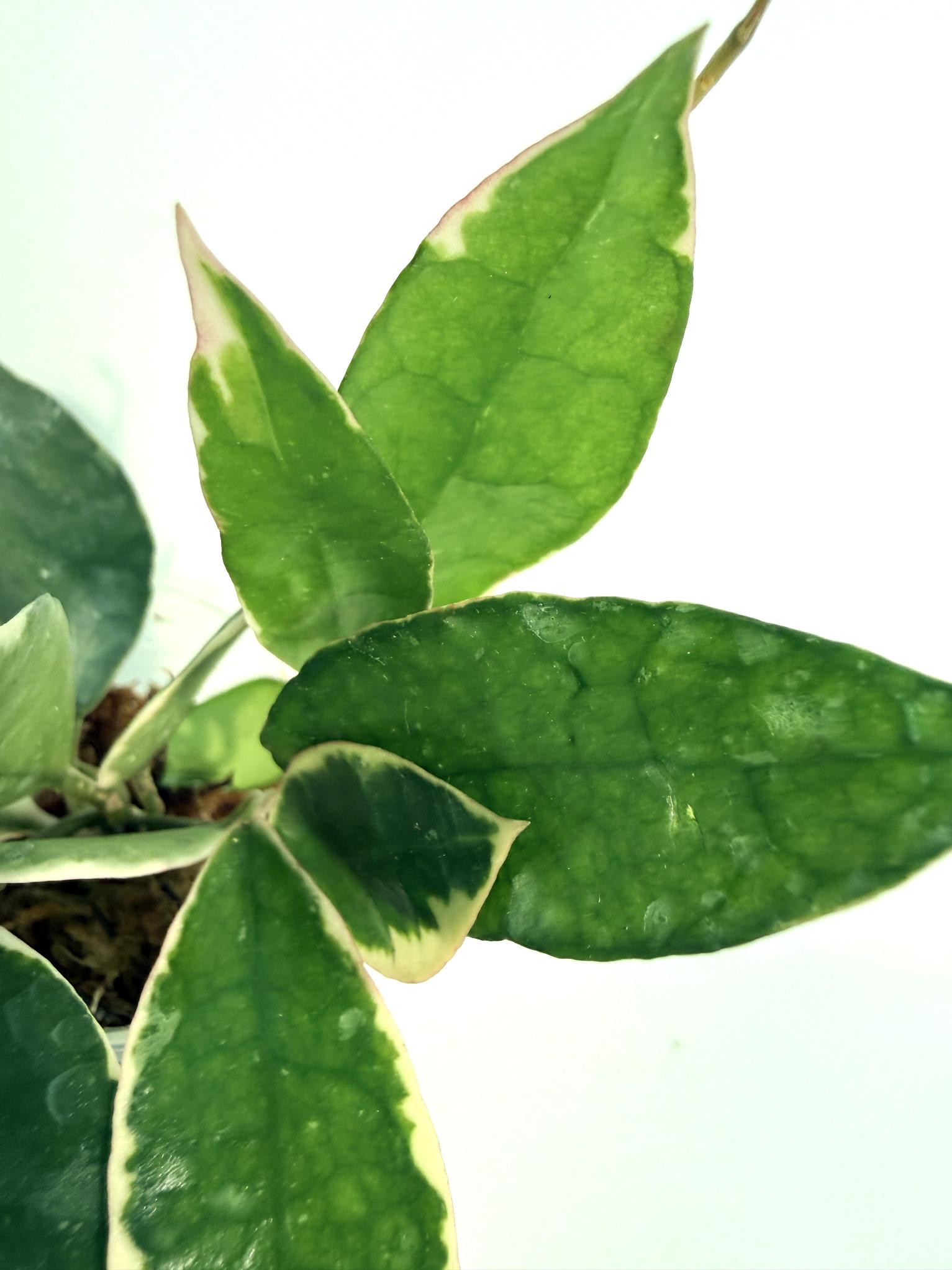 Hoya Lacunosa Asami 5