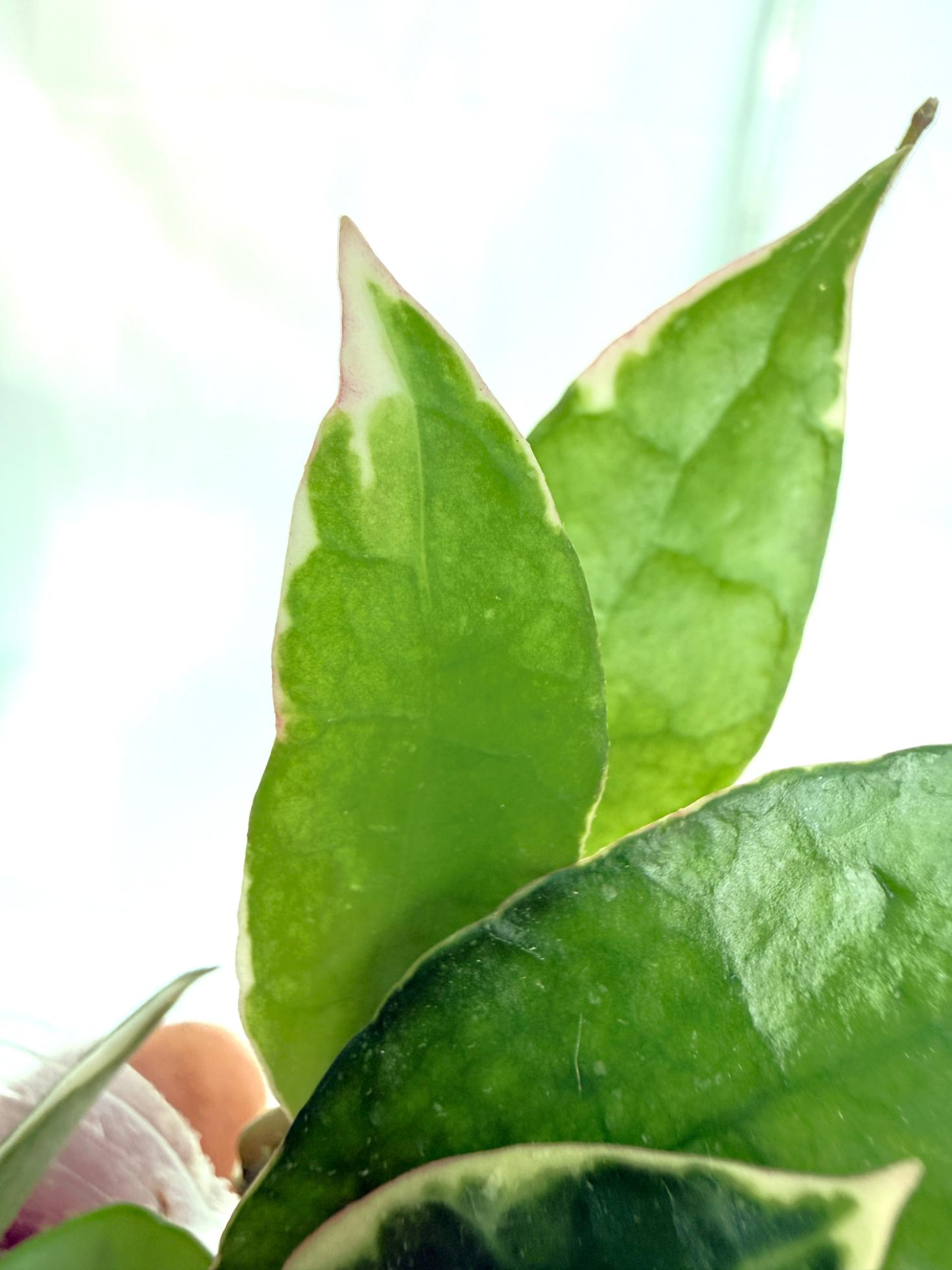 Hoya Lacunosa Asami 6
