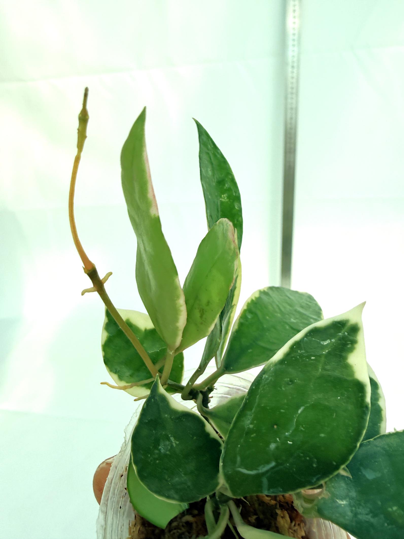 Hoya Lacunosa Asami 7