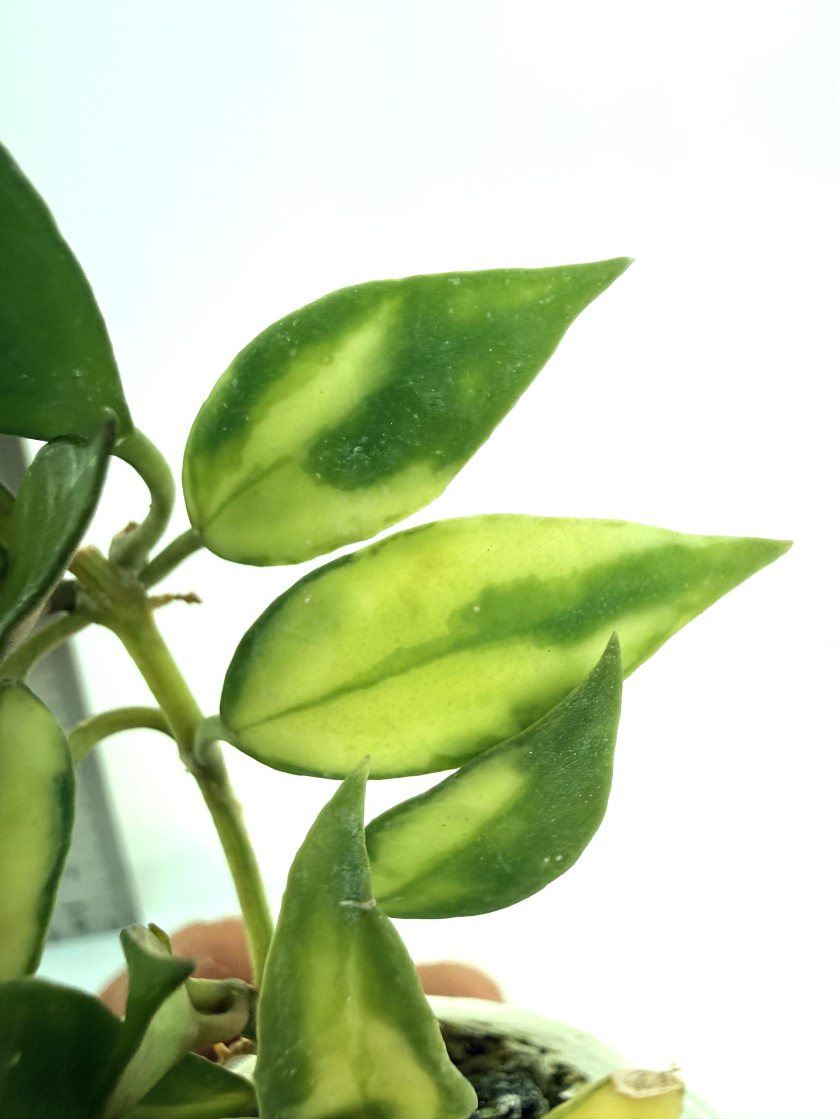 Hoya lacunosa Souma | Welovetropicalplants