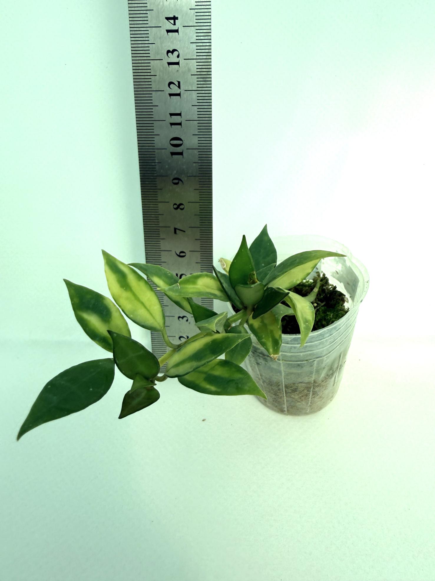Hoya lacunosa Souma | Welovetropicalplants