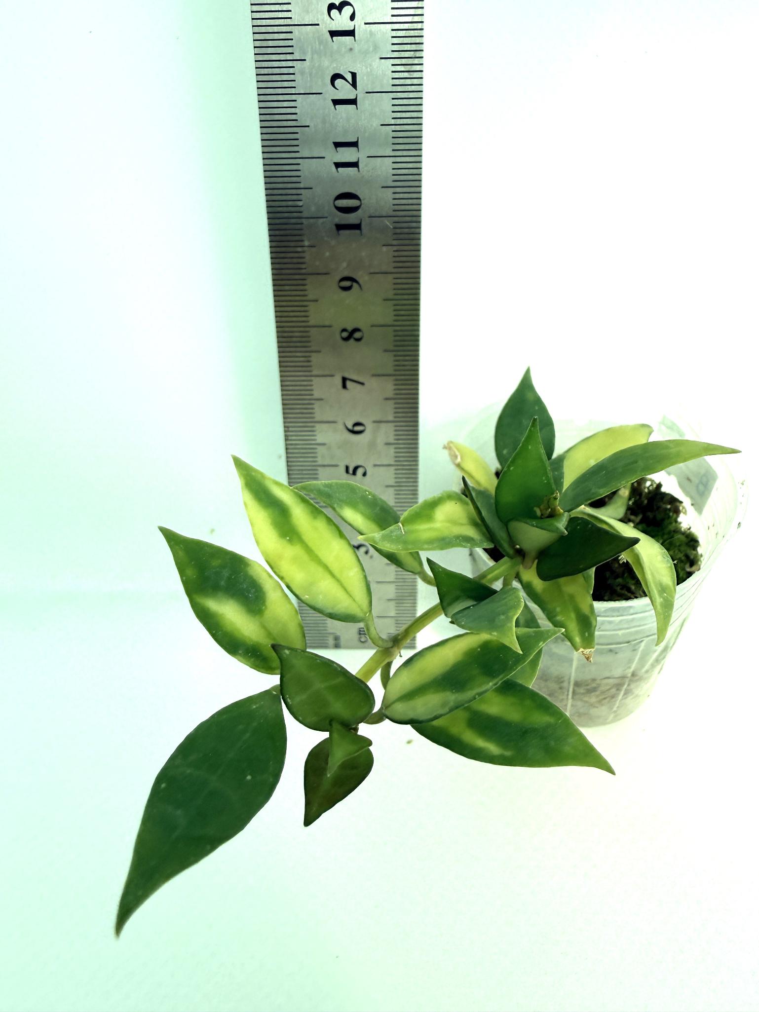 Hoya lacunosa Souma | Welovetropicalplants