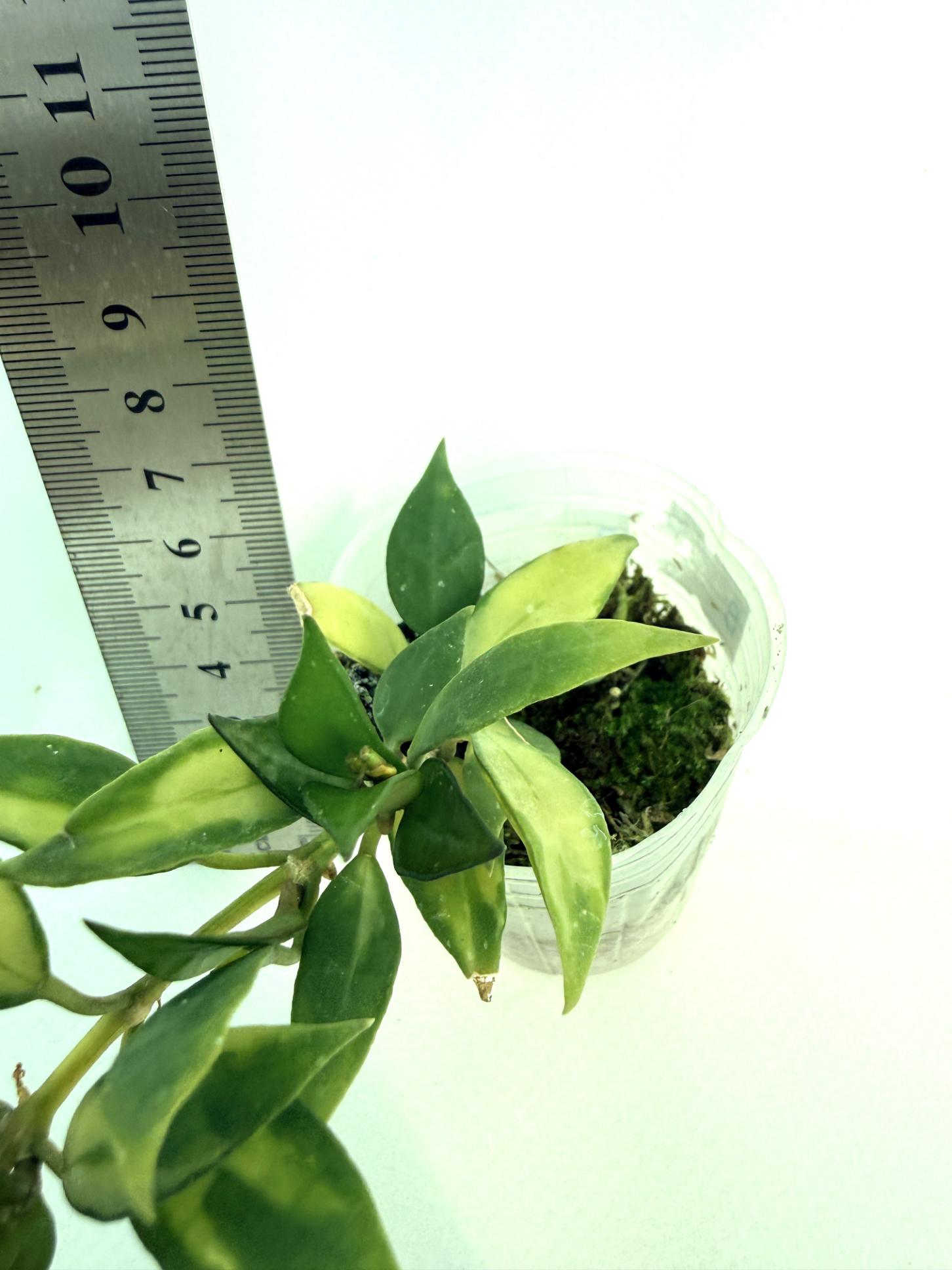 Hoya lacunosa Souma  4
