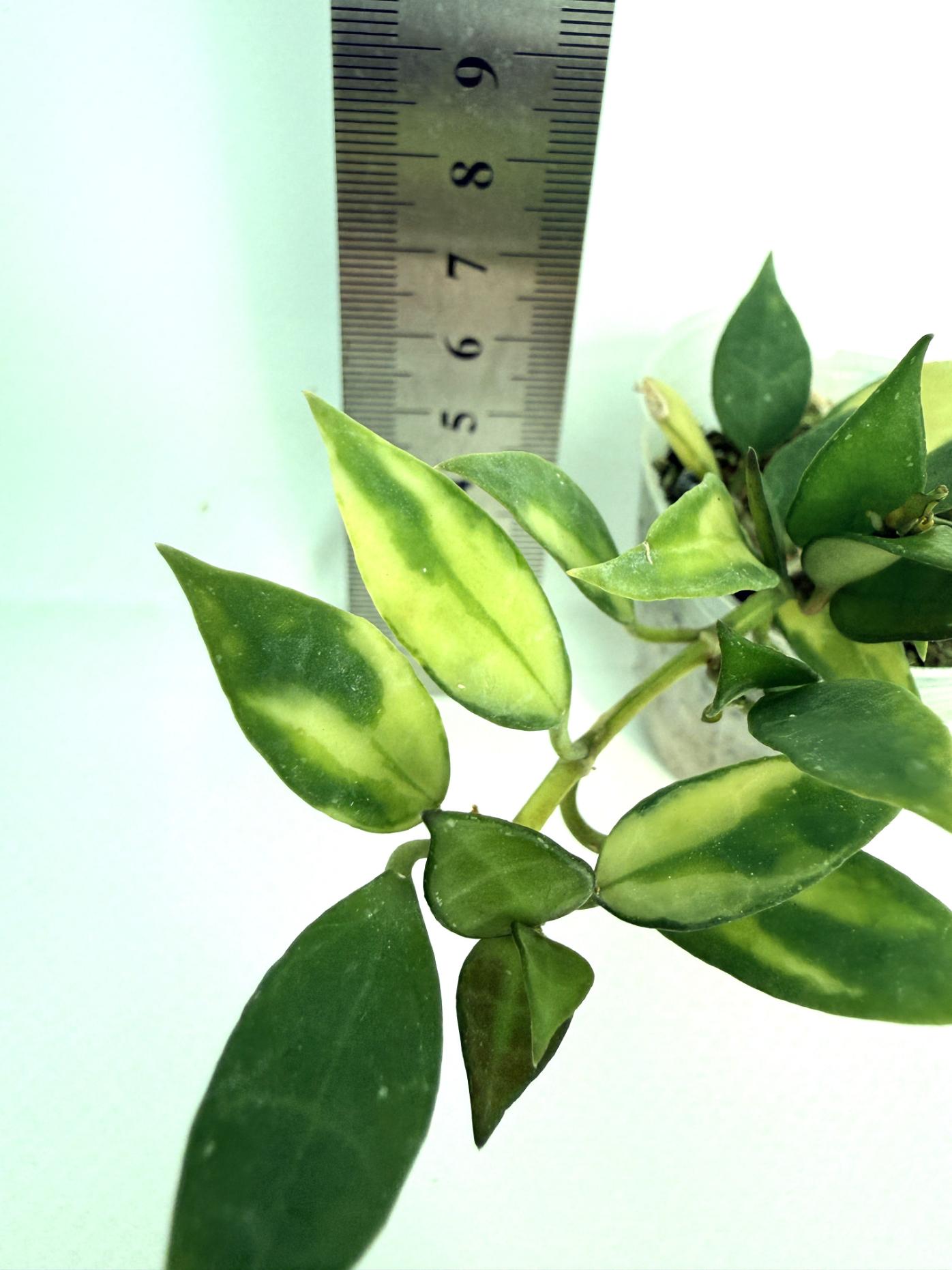 Hoya lacunosa Souma  5