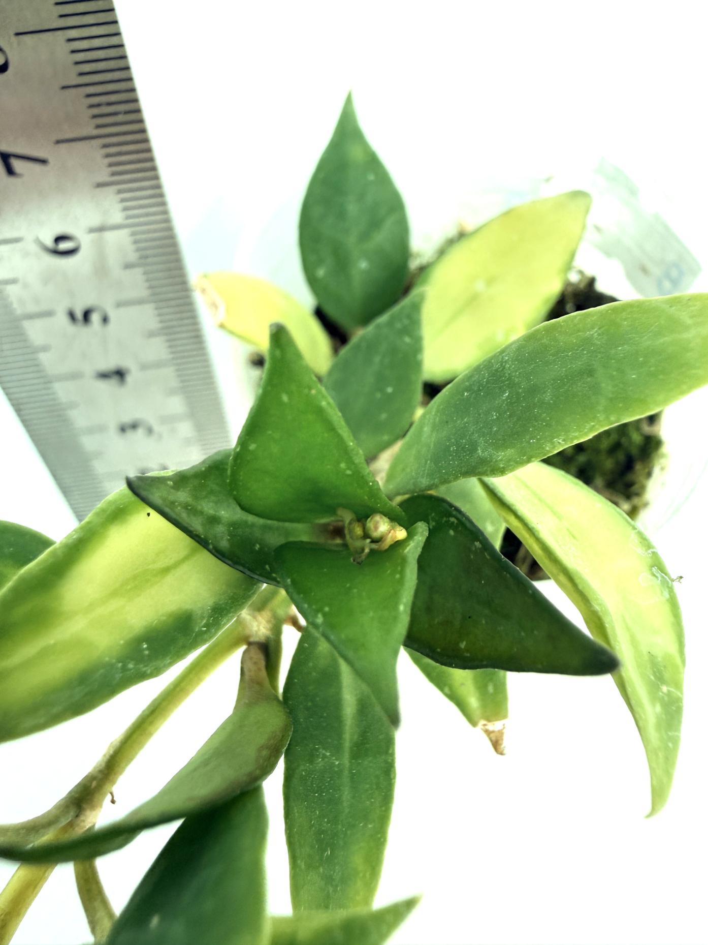 Hoya lacunosa Souma | Welovetropicalplants