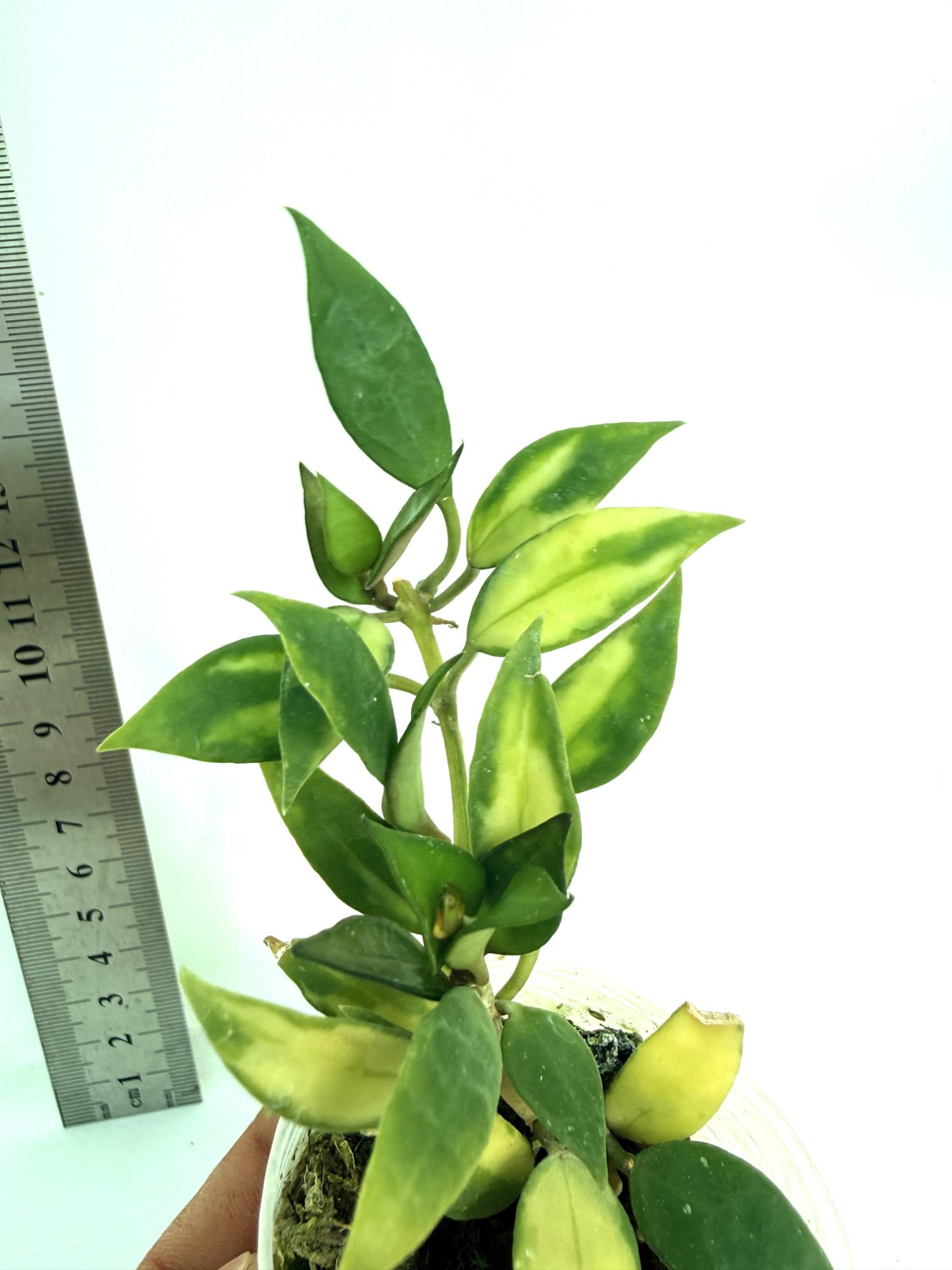 Hoya lacunosa Souma | Welovetropicalplants