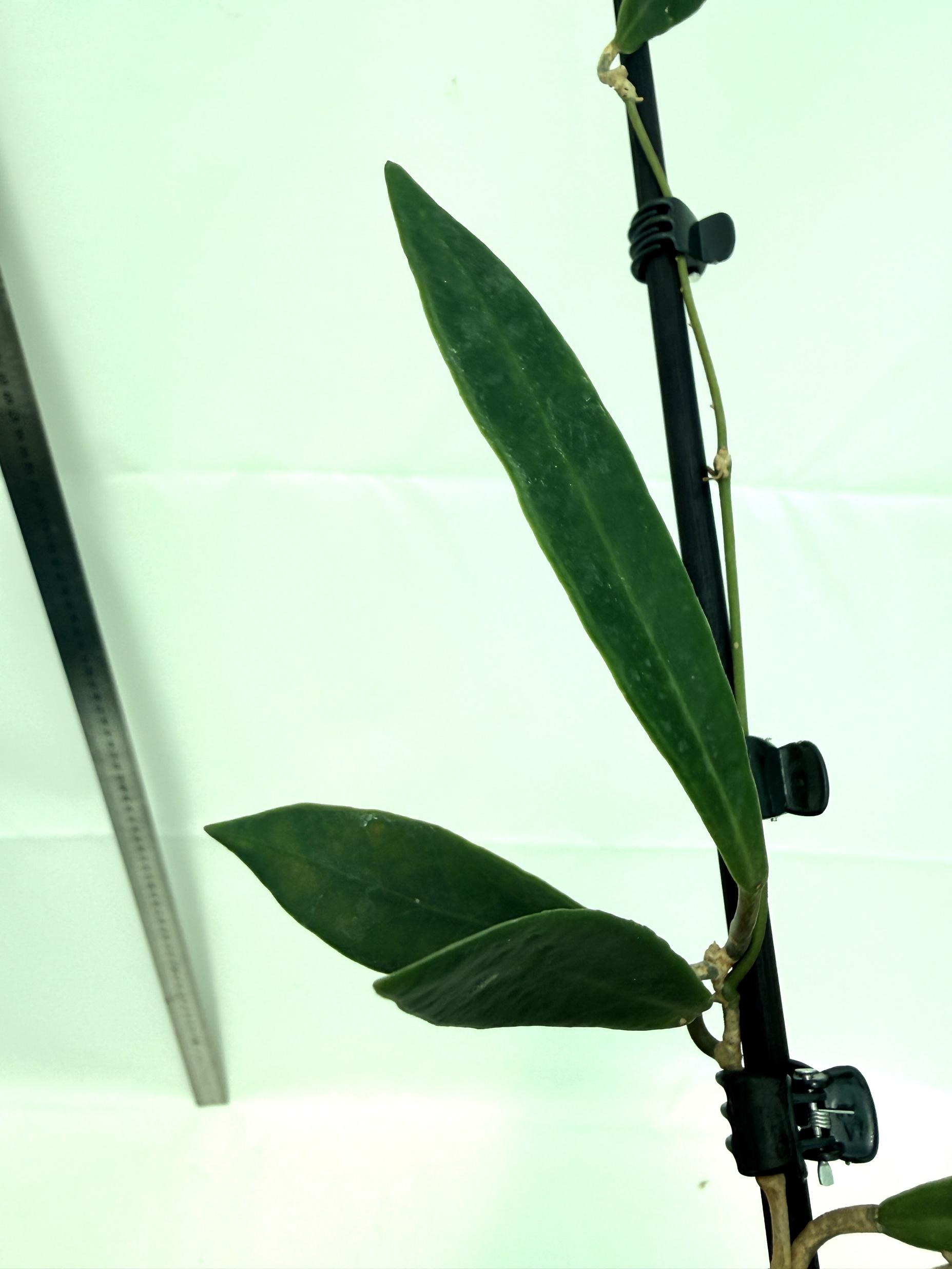 Hoya pulchra 2