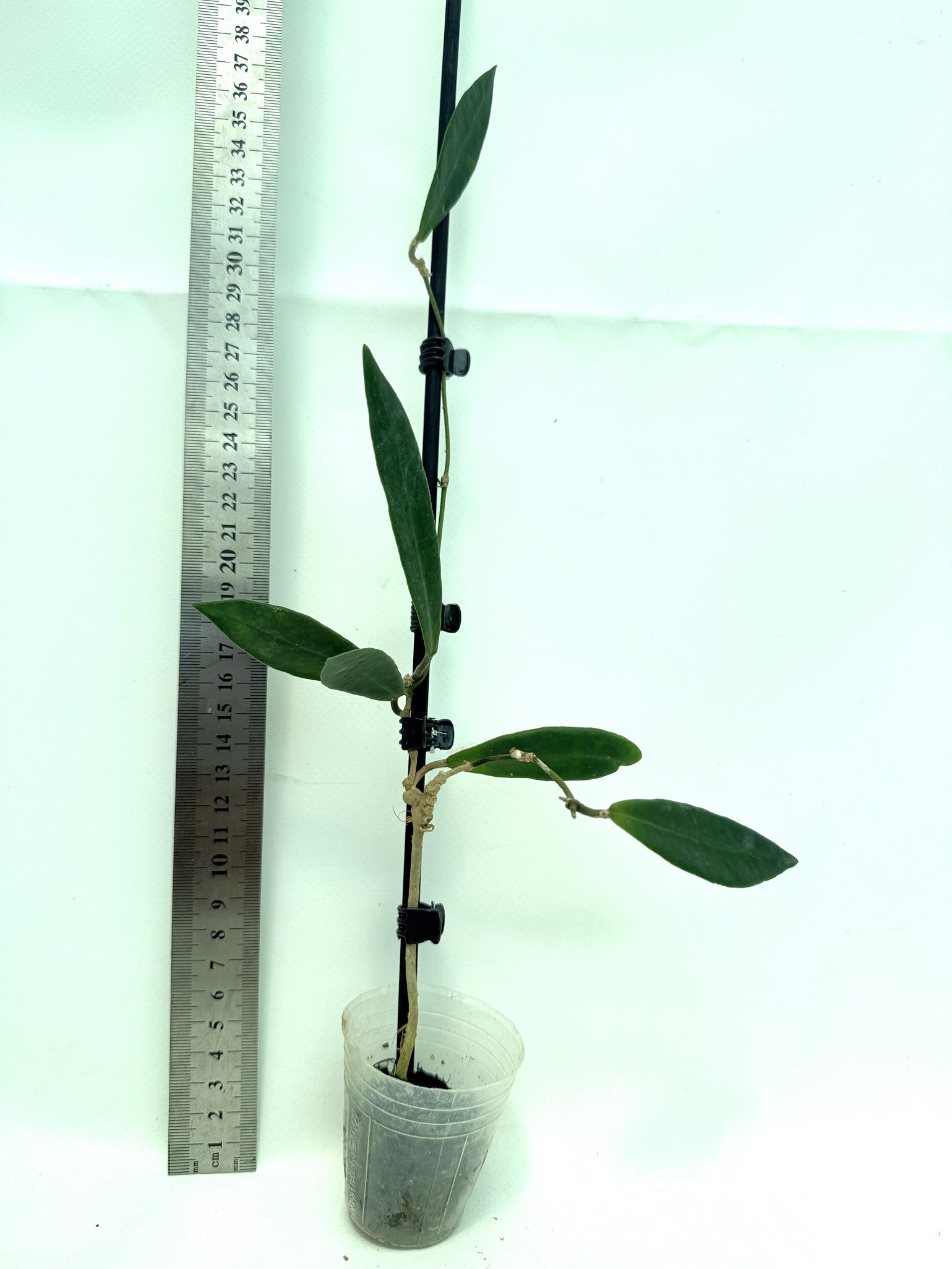 Hoya pulchra 1