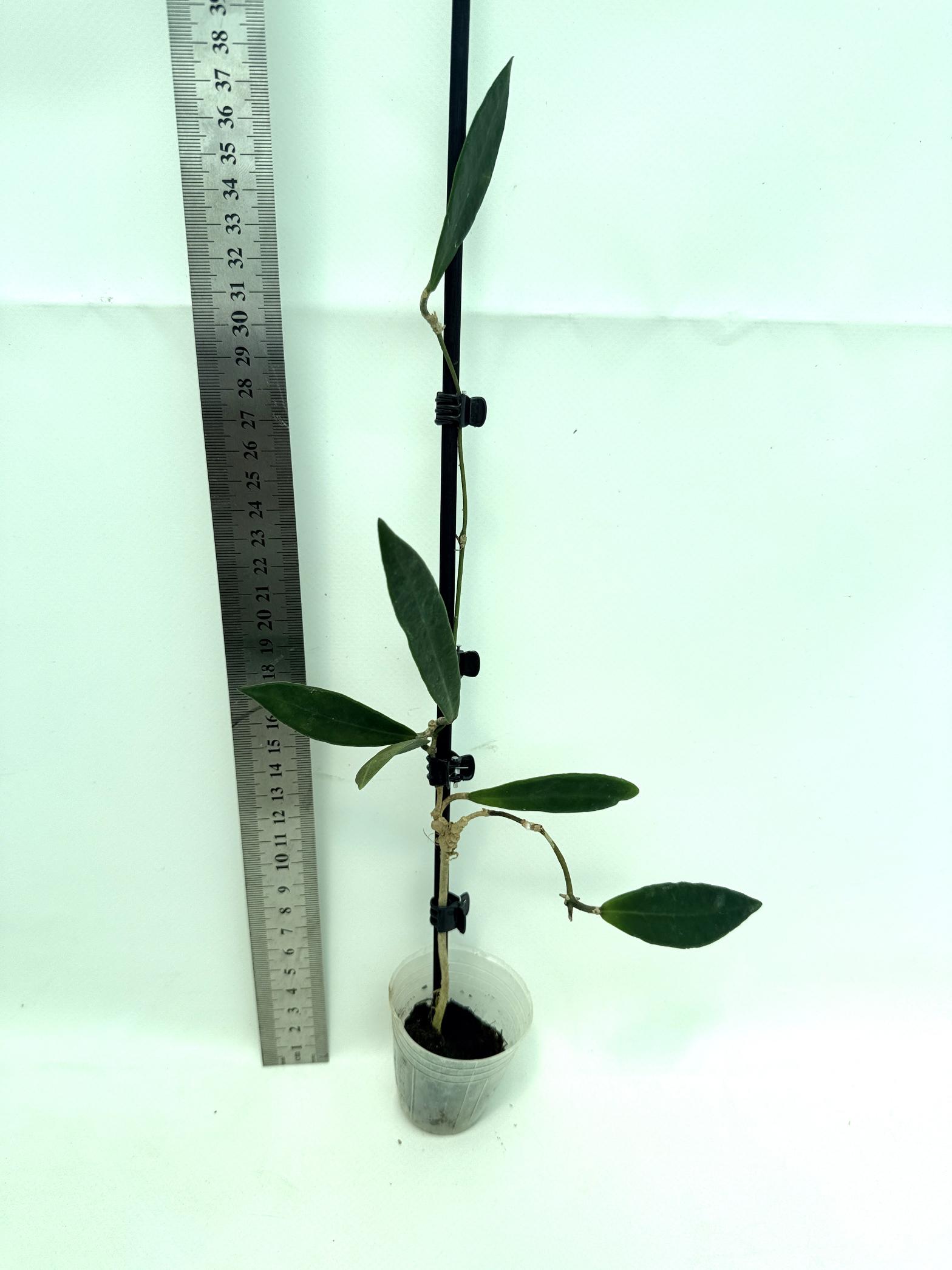 Hoya pulchra 5