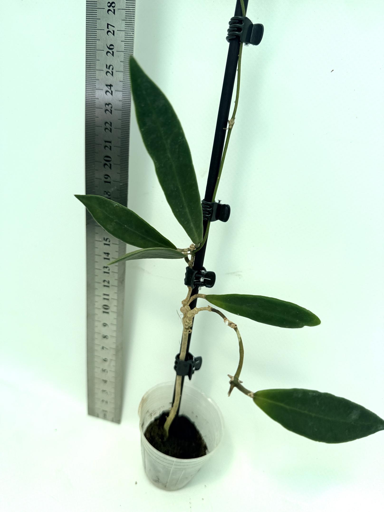 Hoya pulchra 6