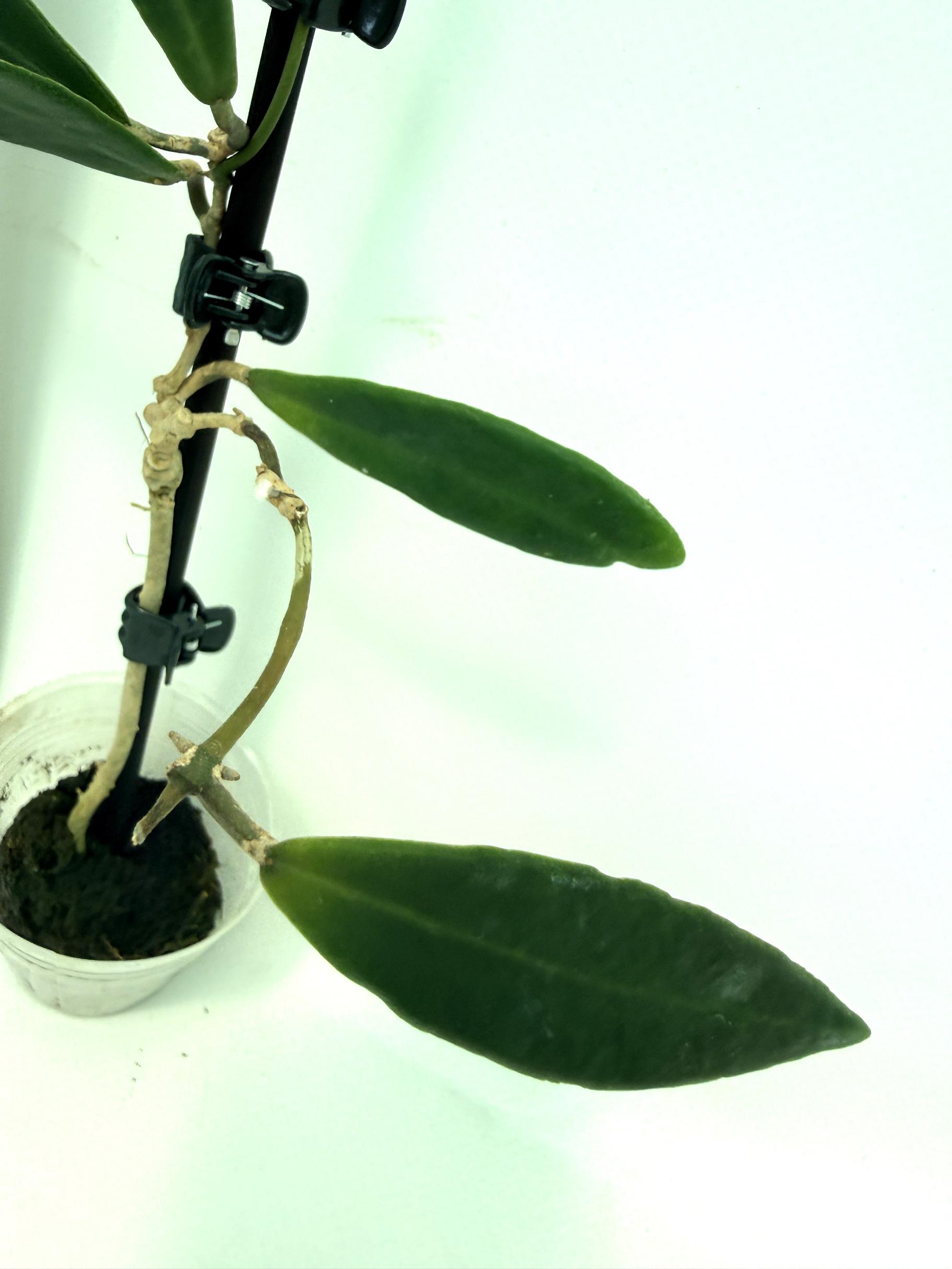 Hoya pulchra 7