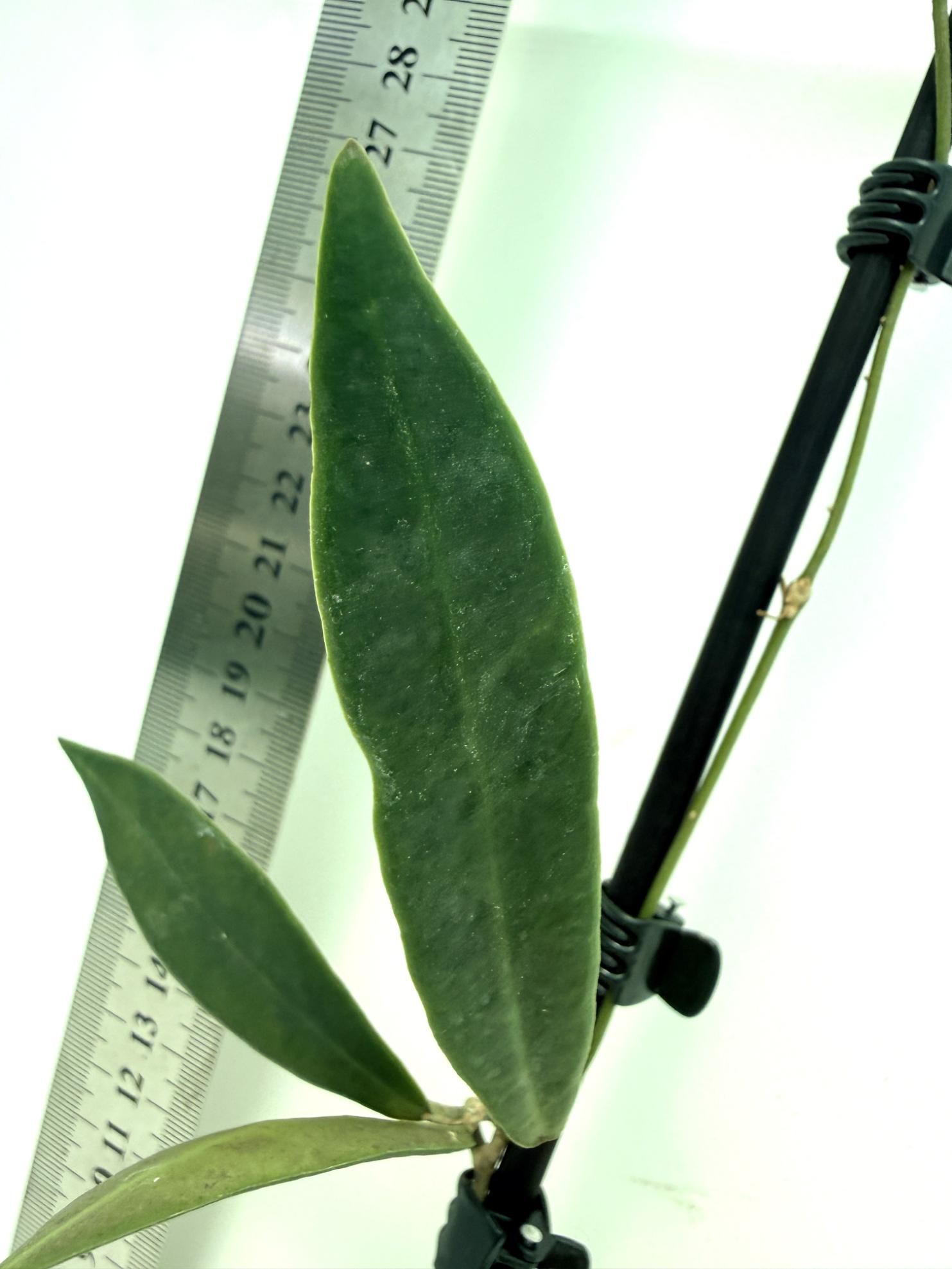 Hoya pulchra 4