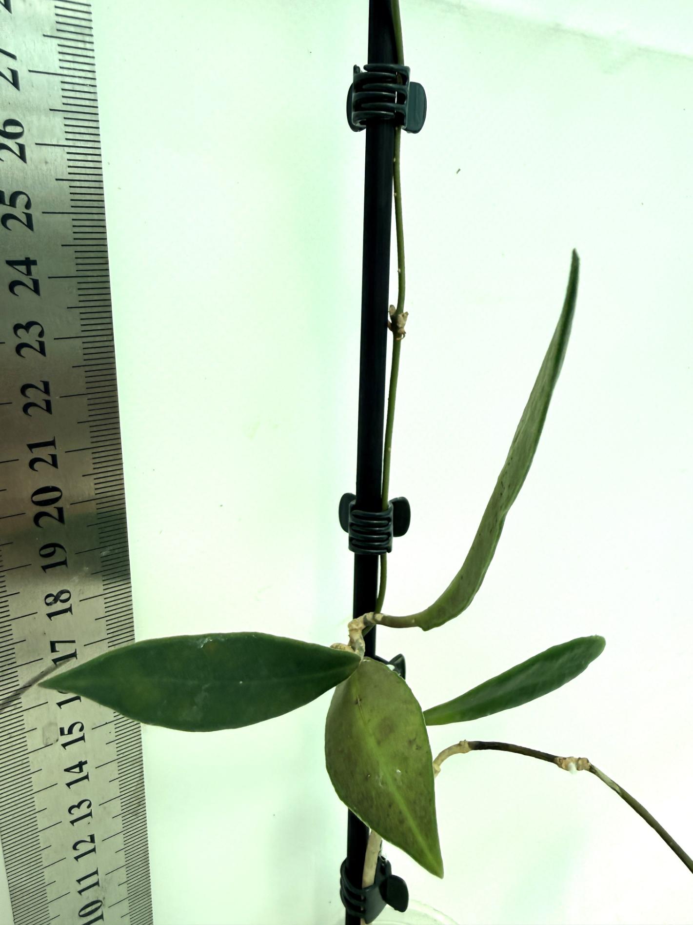 Hoya pulchra 8