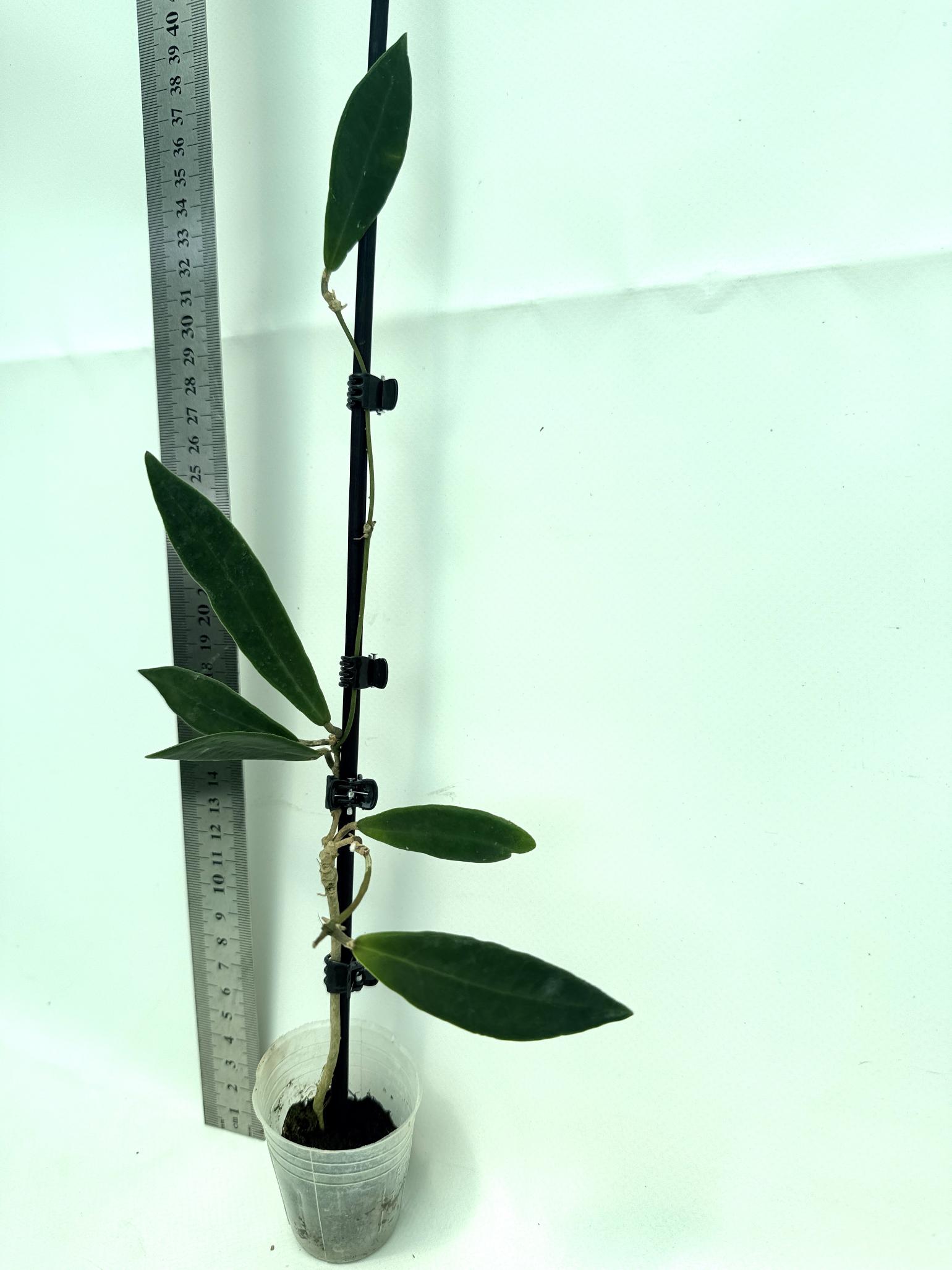 Hoya pulchra 9