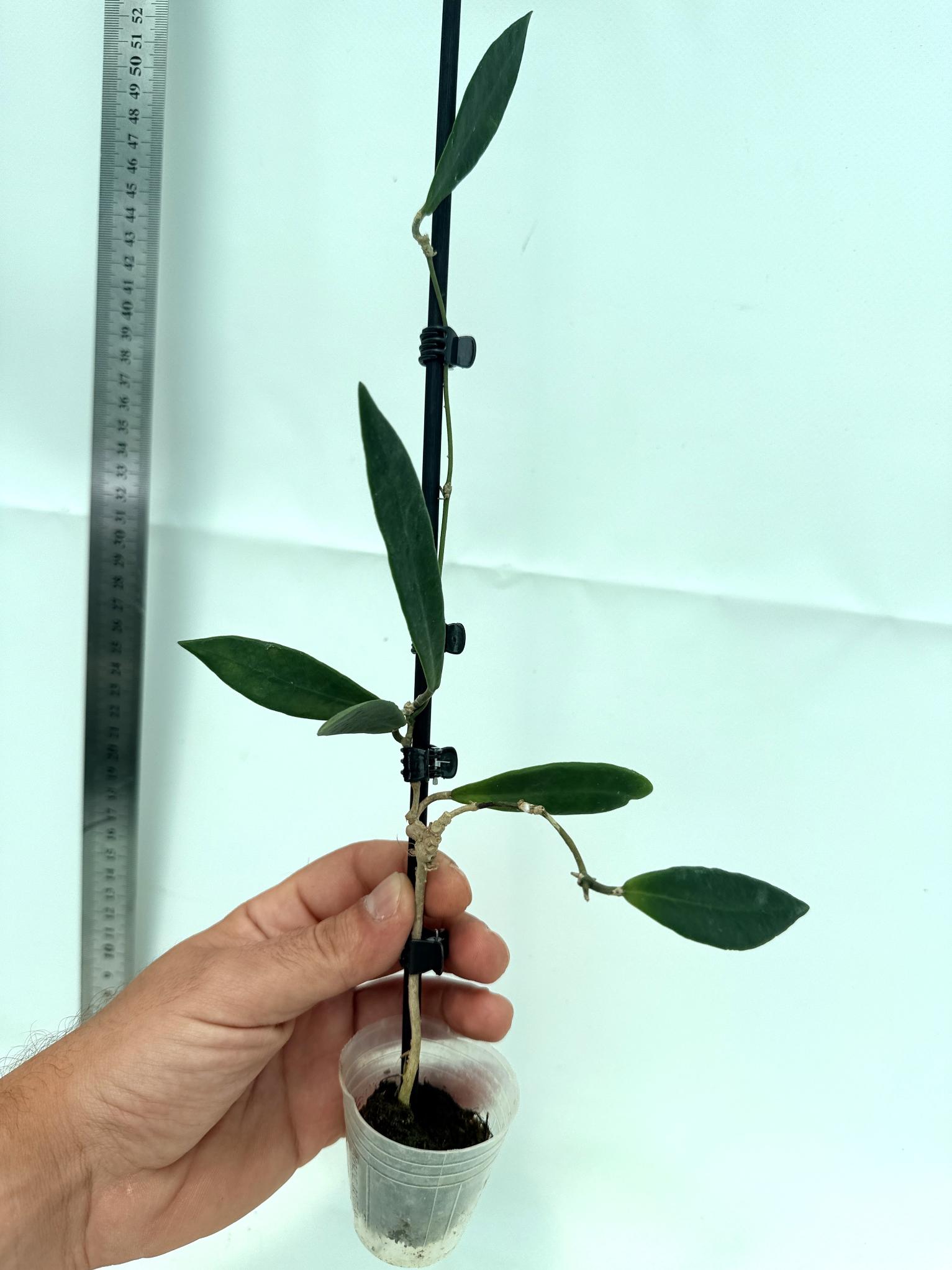 Hoya pulchra 3