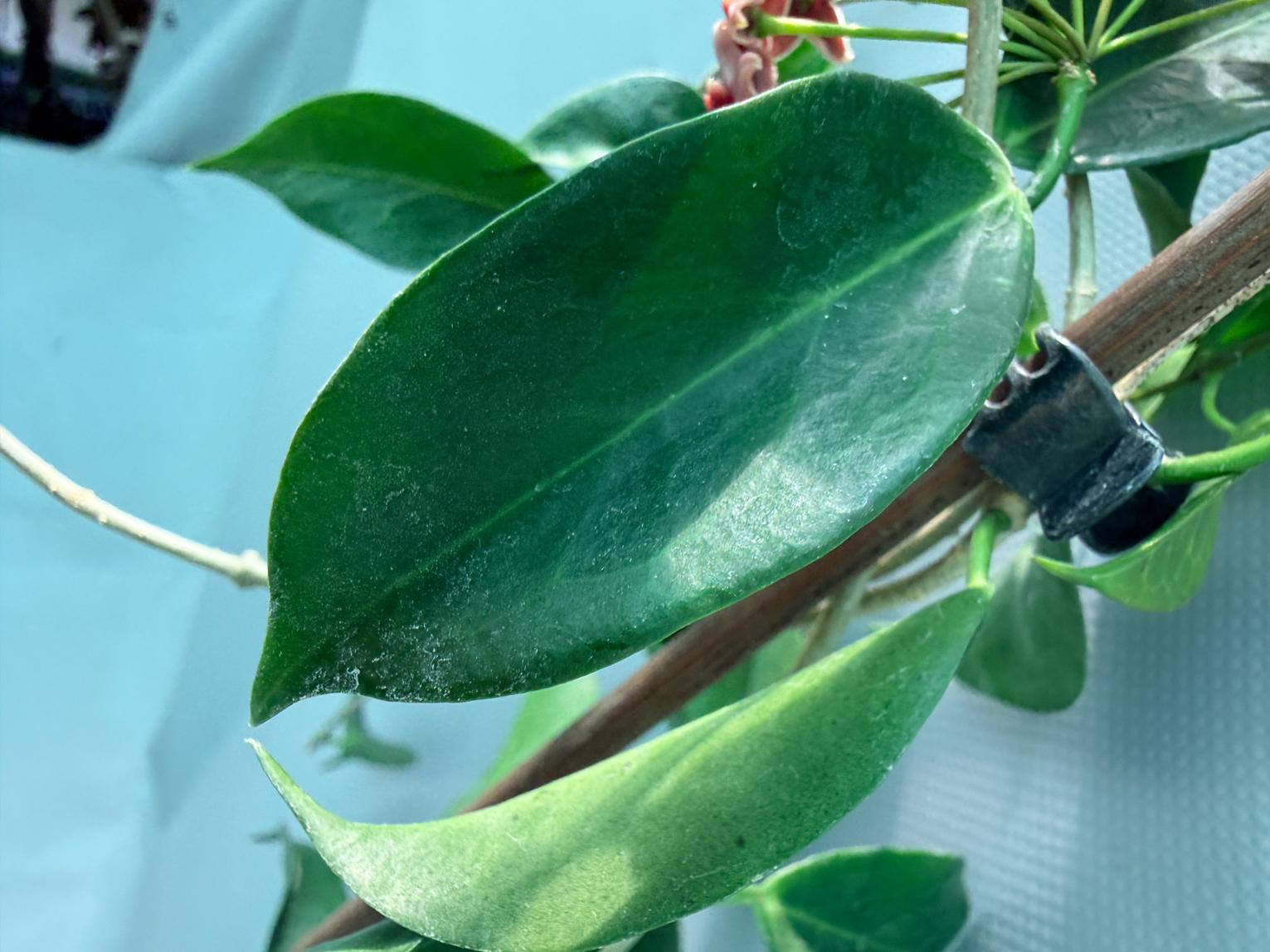 Hoya Rubida with flowers 13
