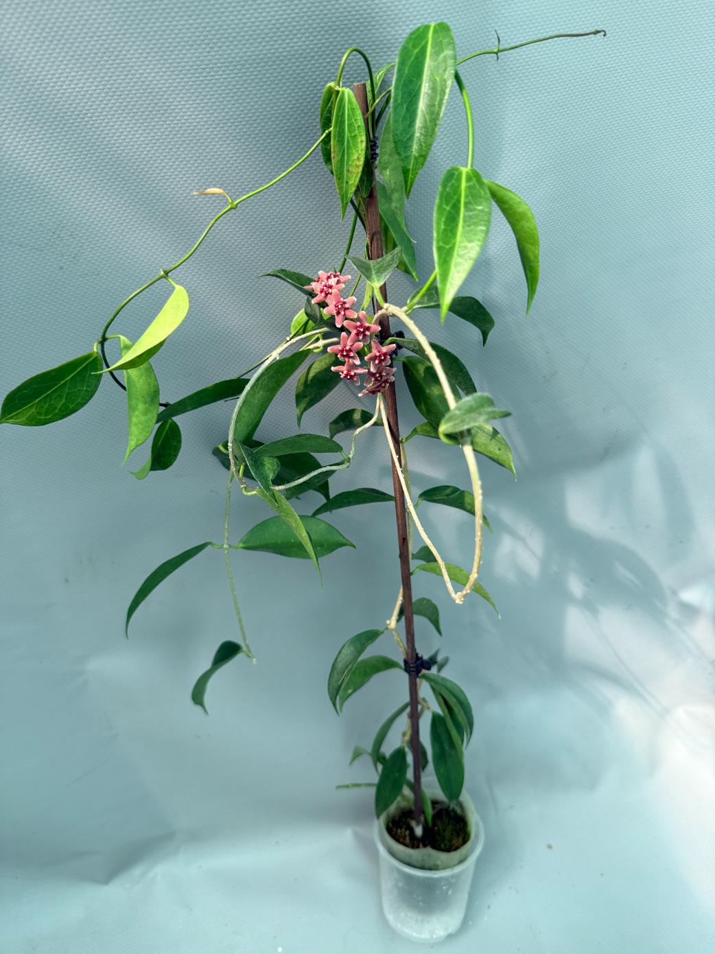 Hoya Rubida with flowers