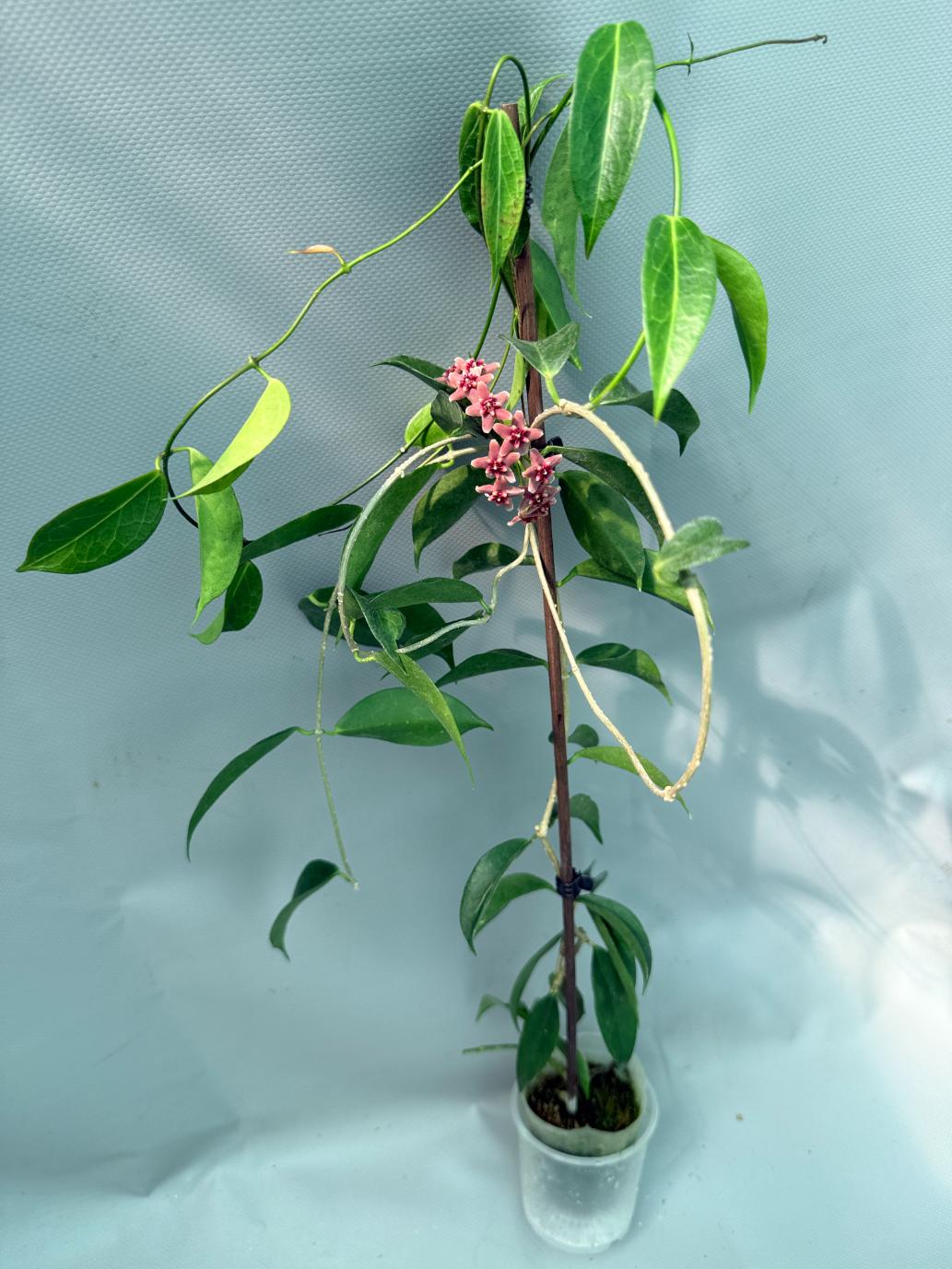Hoya Rubida with flowers 2