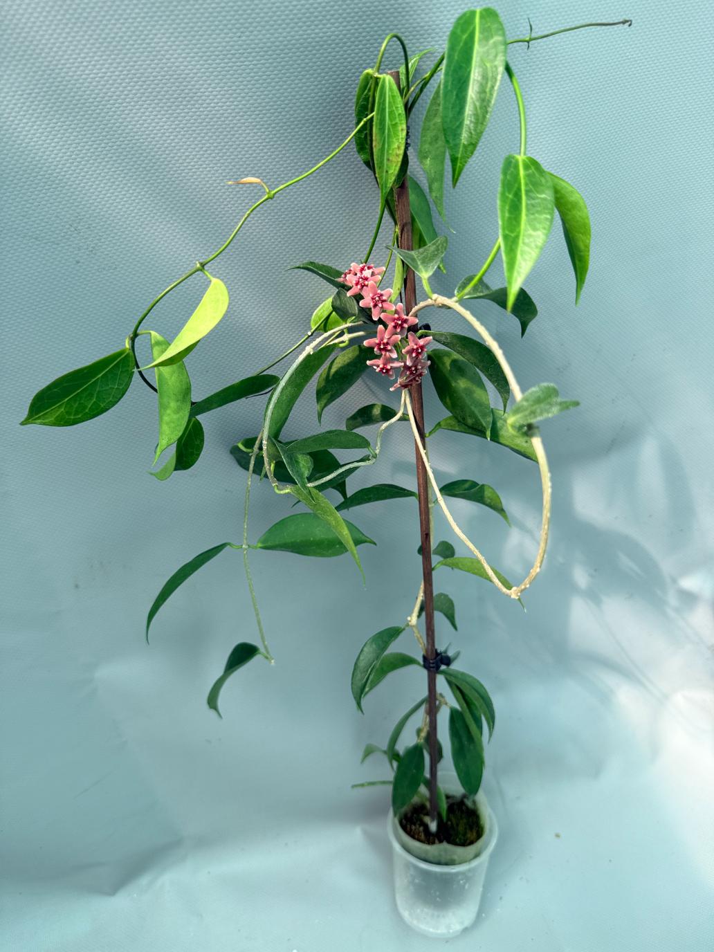 Hoya Rubida with flowers 3
